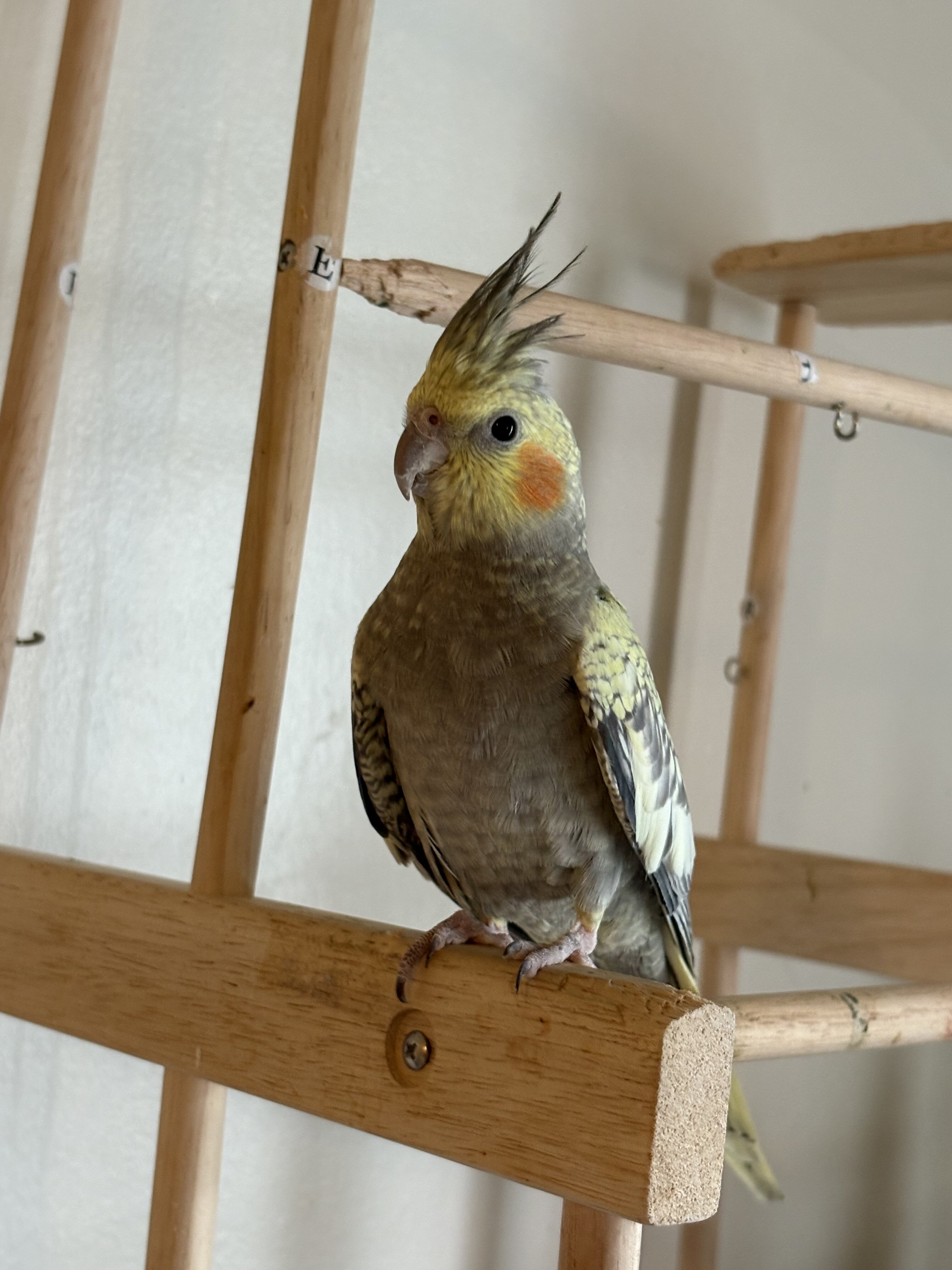 Cockatiel image 3