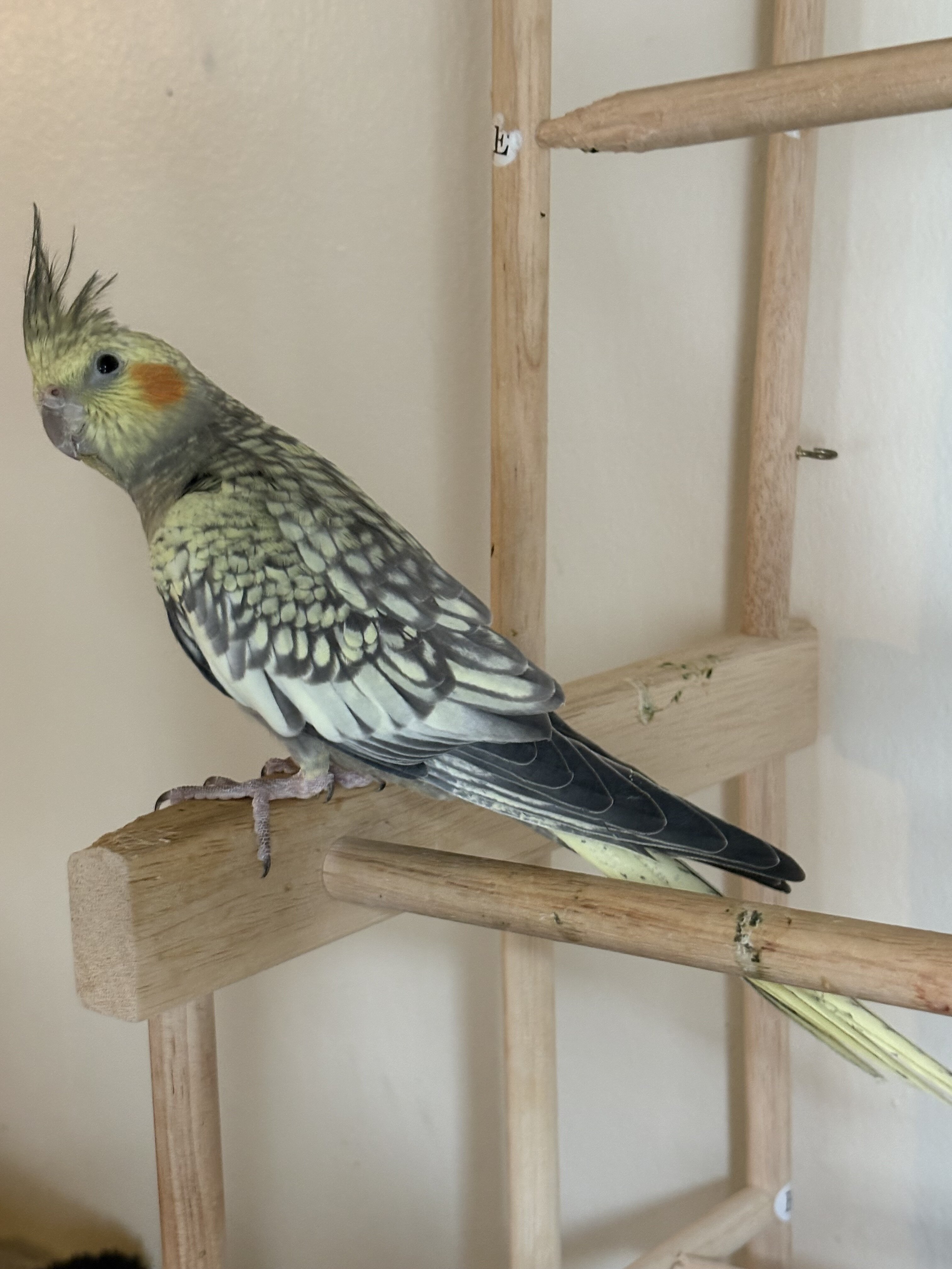 Cockatiel image 5