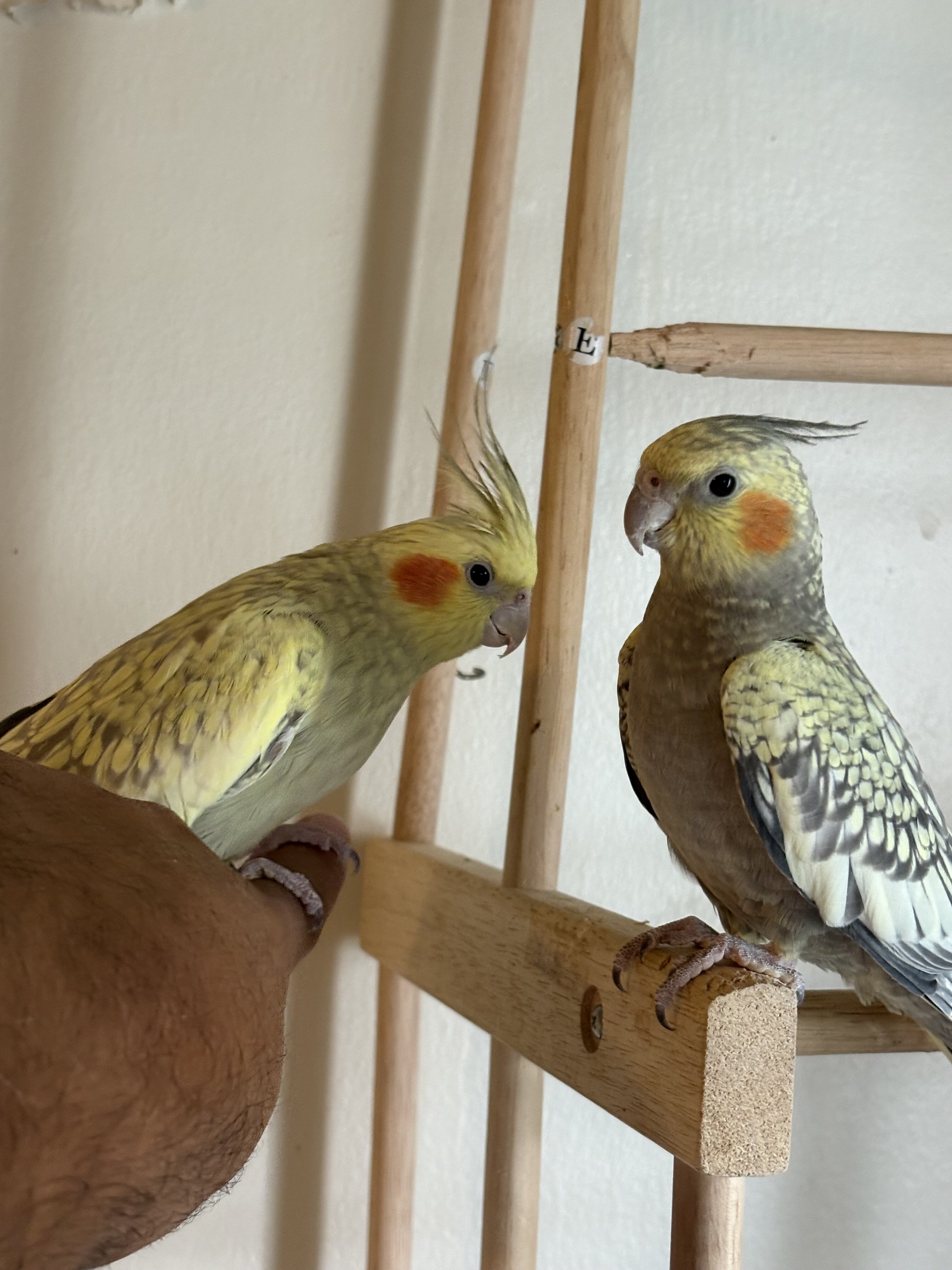 Cockatiel image 6