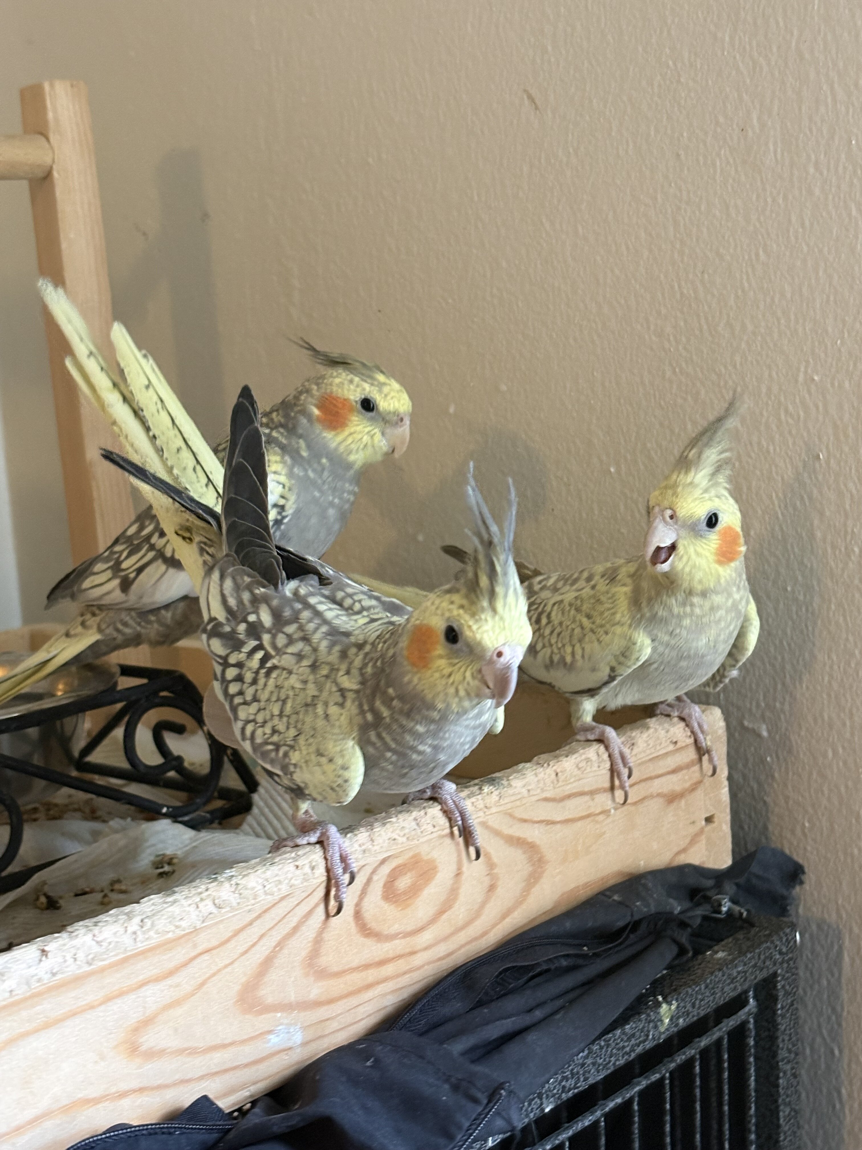 Cockatiel image 4