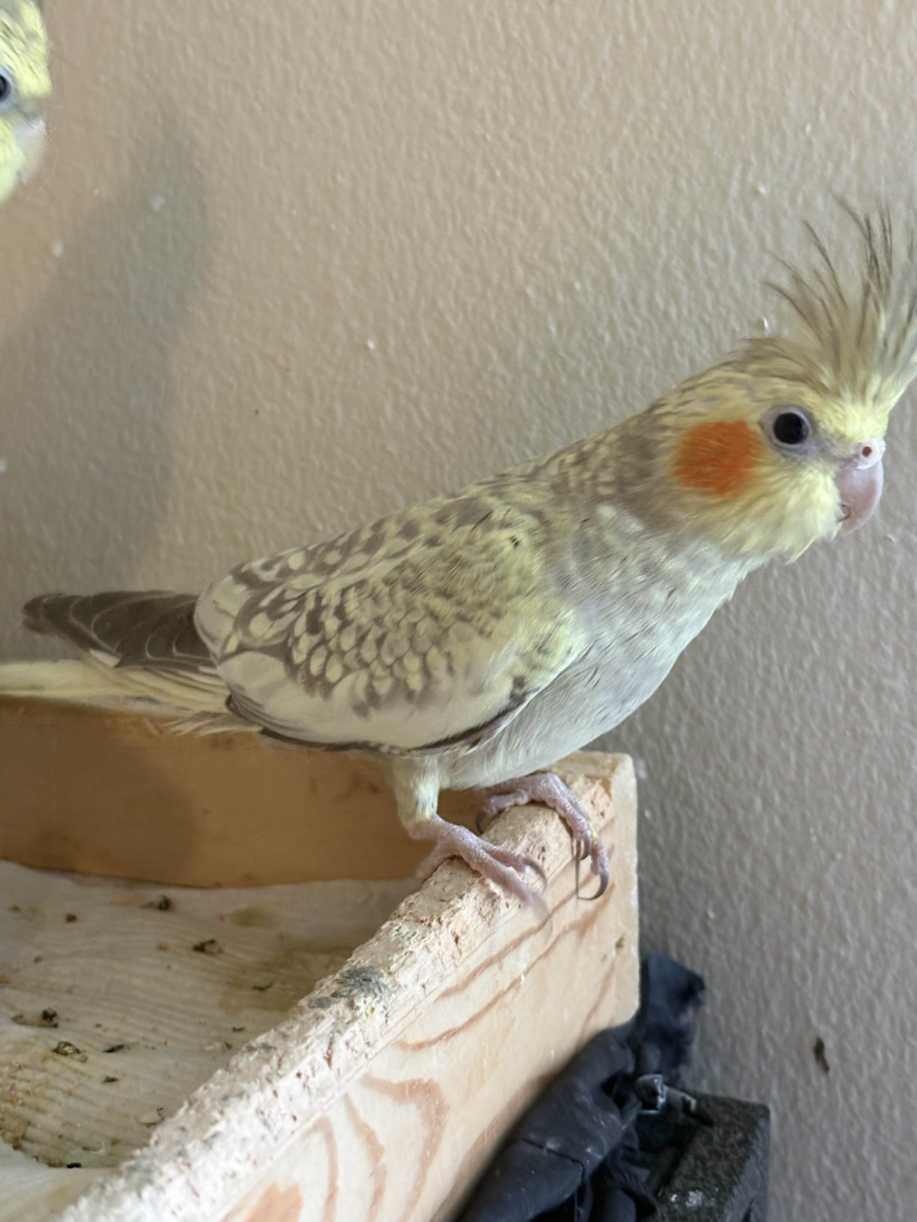 Cockatiel image 9