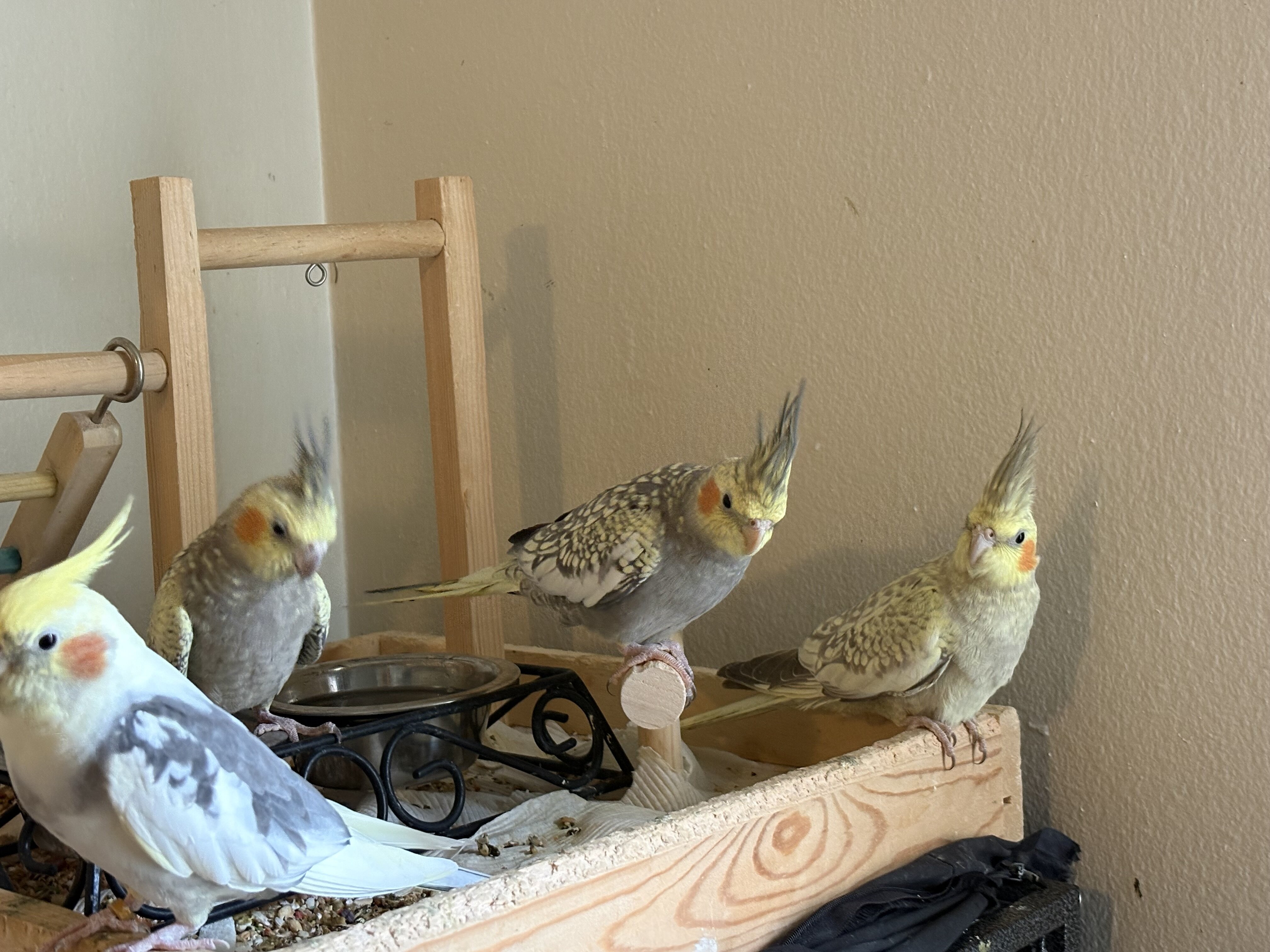 Cockatiel image 7