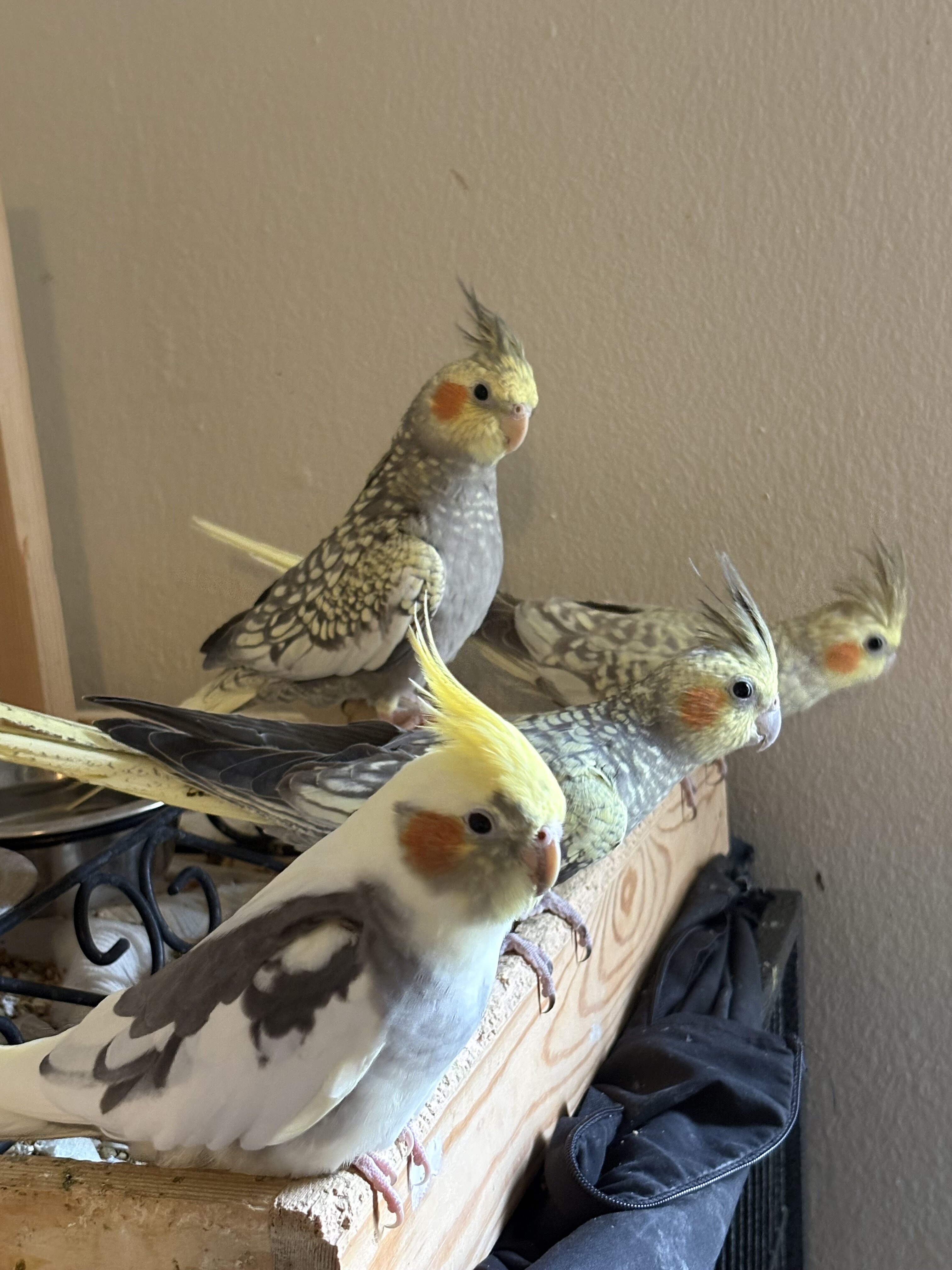 Cockatiel image 8