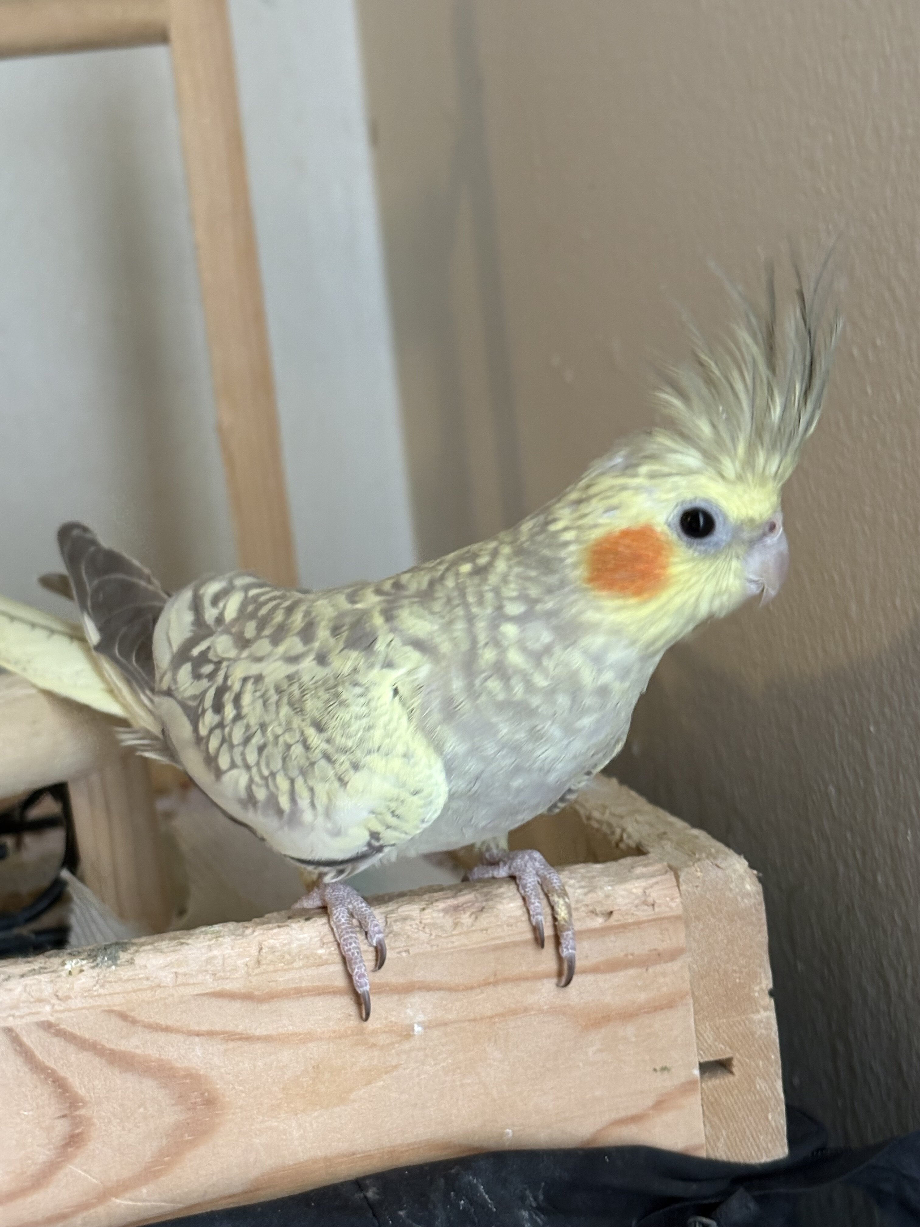Cockatiel image 10