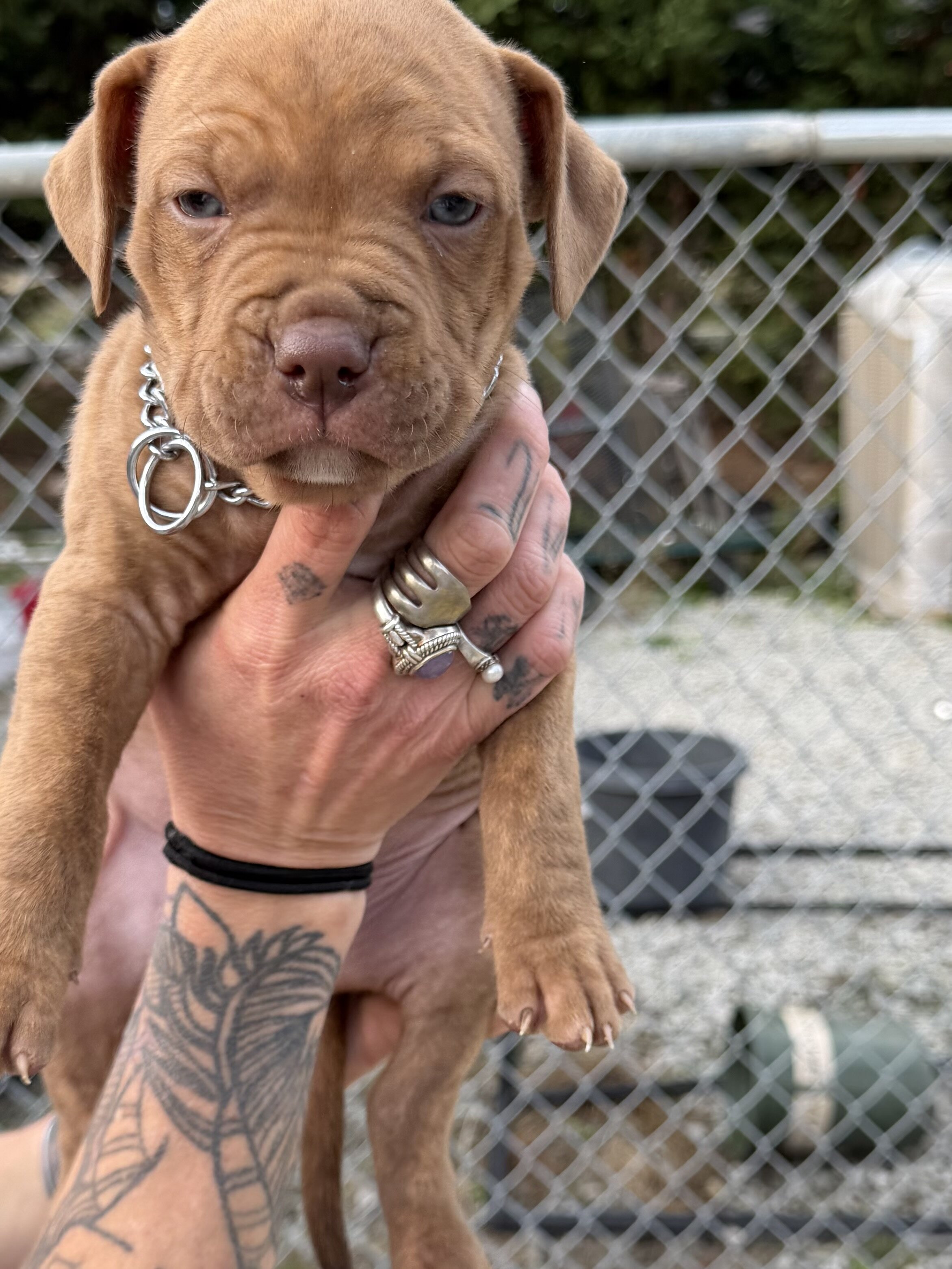 Bull/boxer image 1
