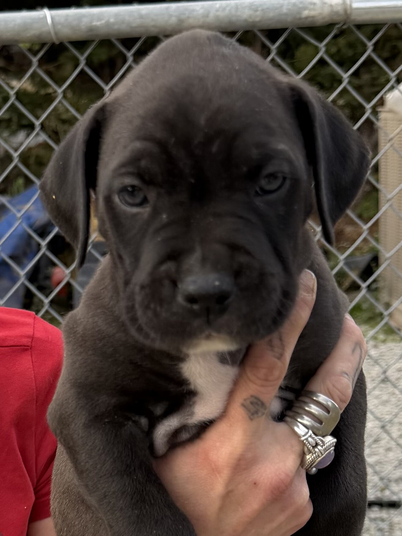 Bull/boxer image 2