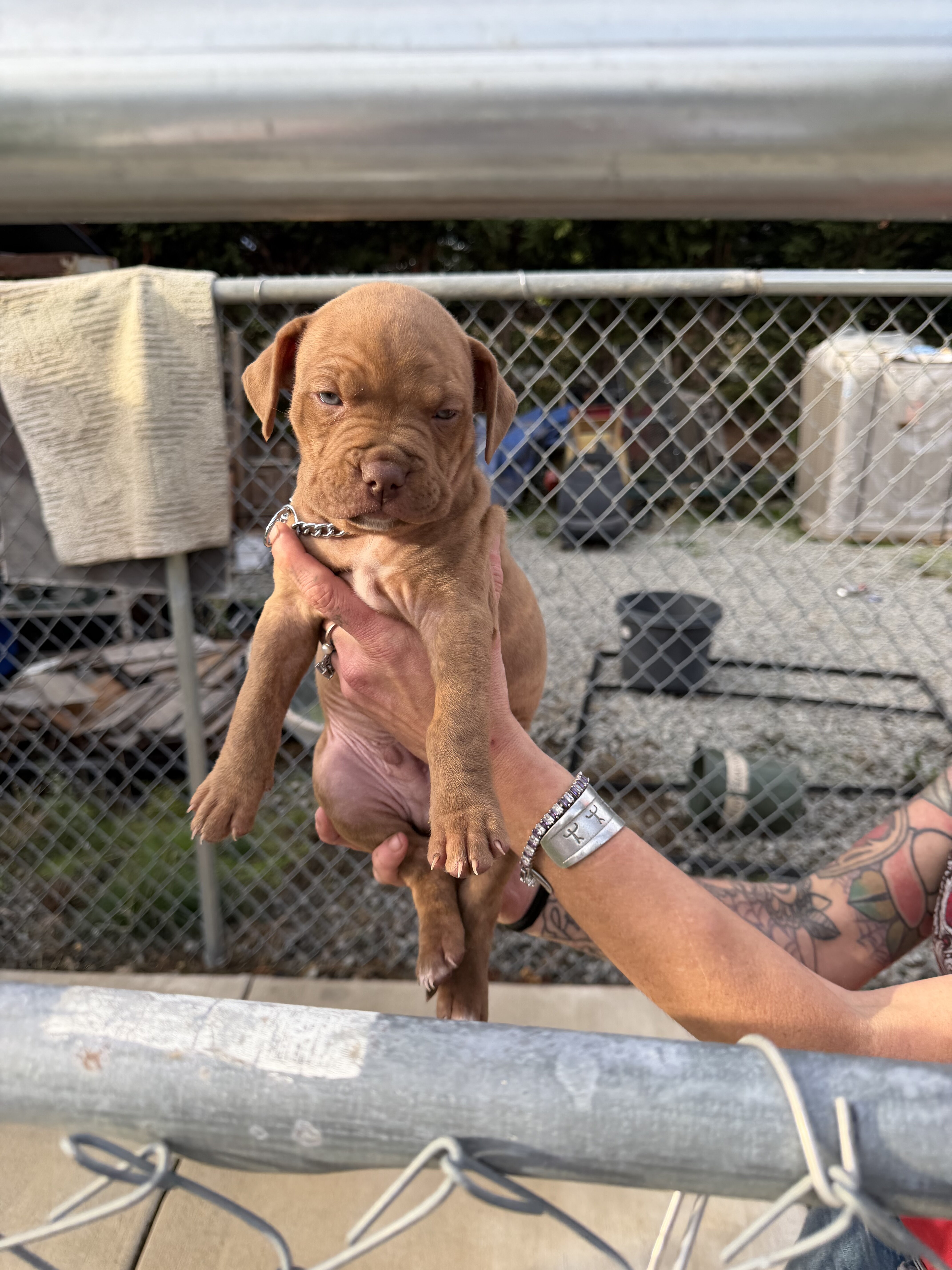 Bull/boxer image 4