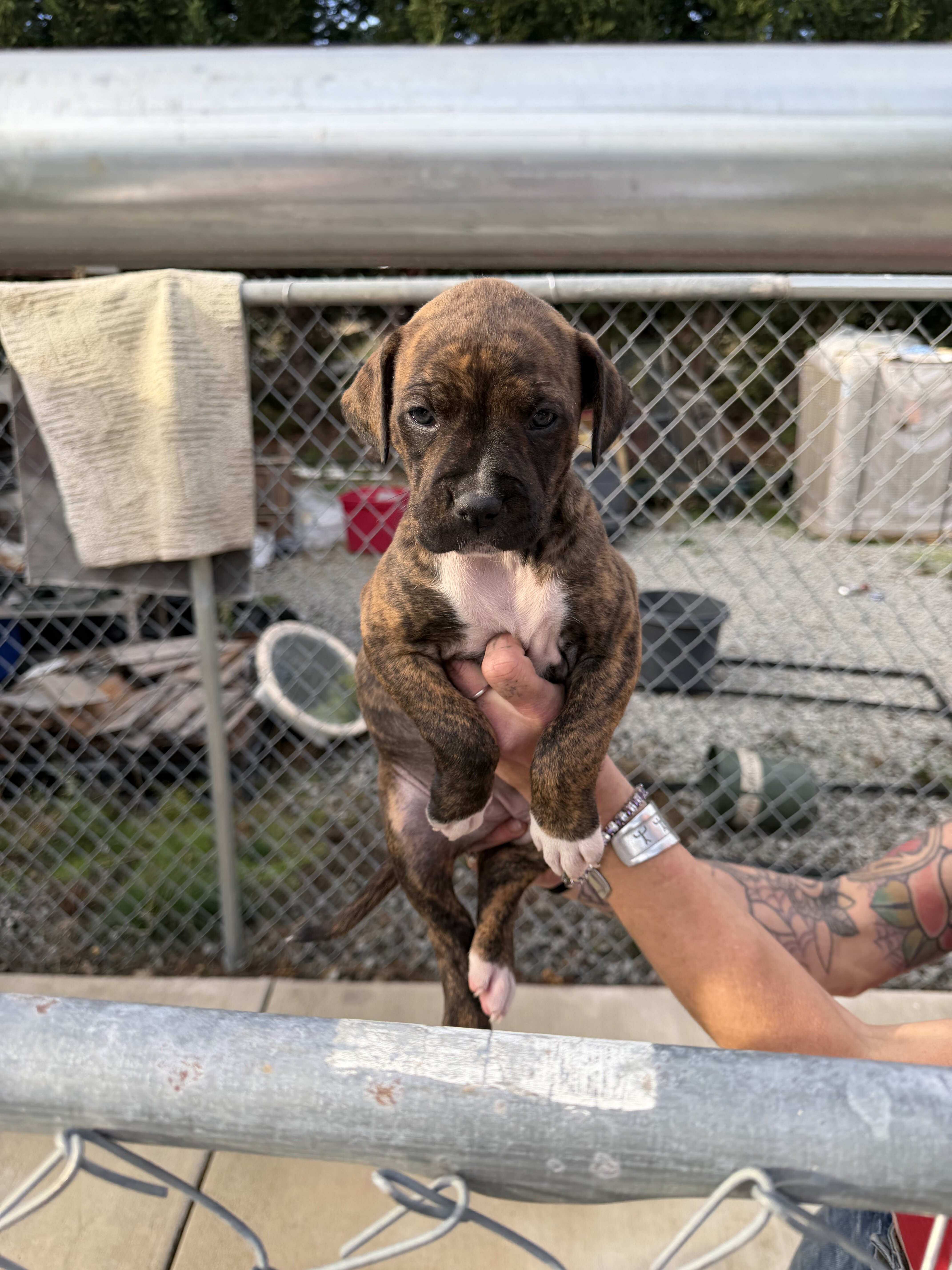Bull/boxer image 5
