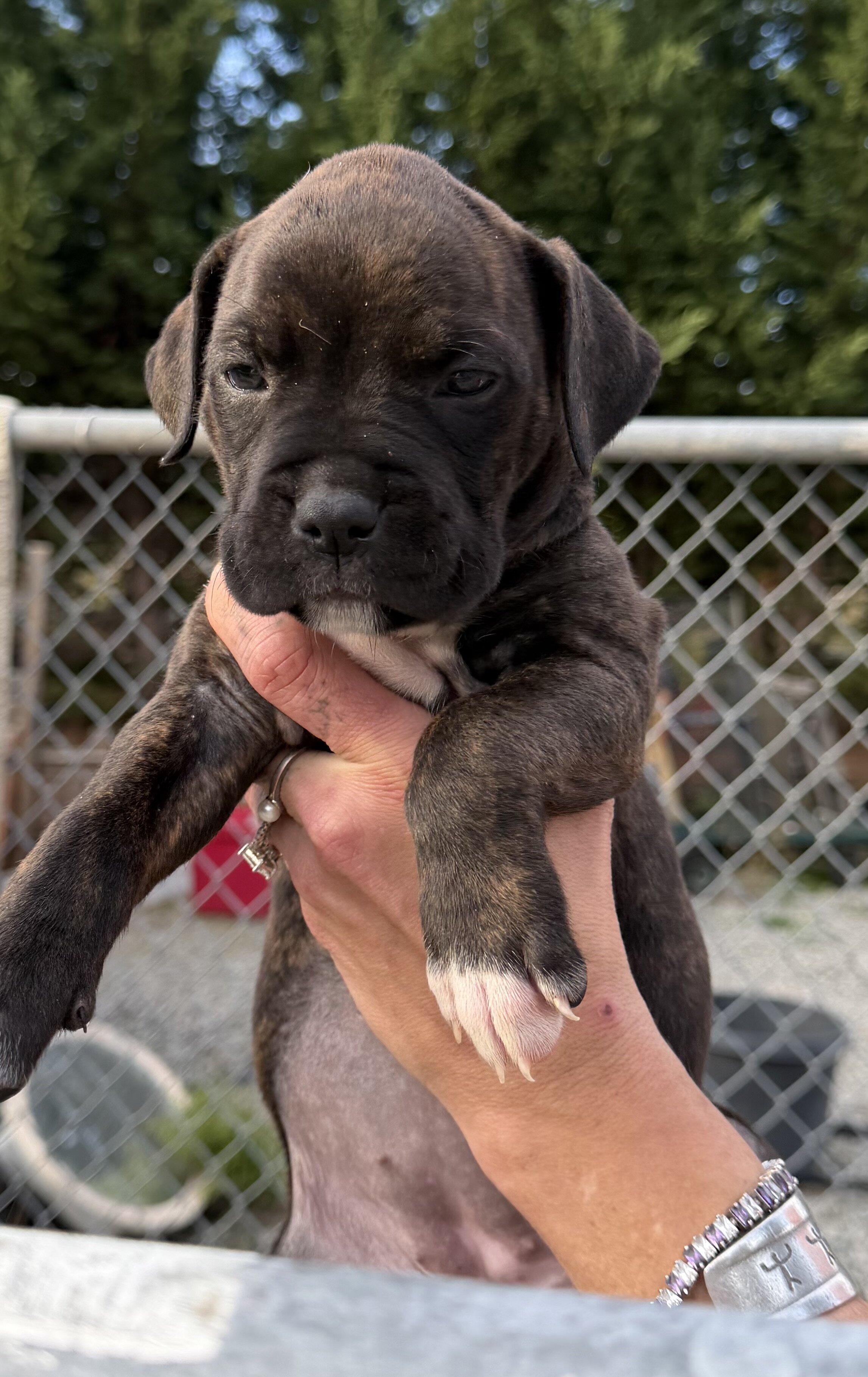 Bull/boxer image 8