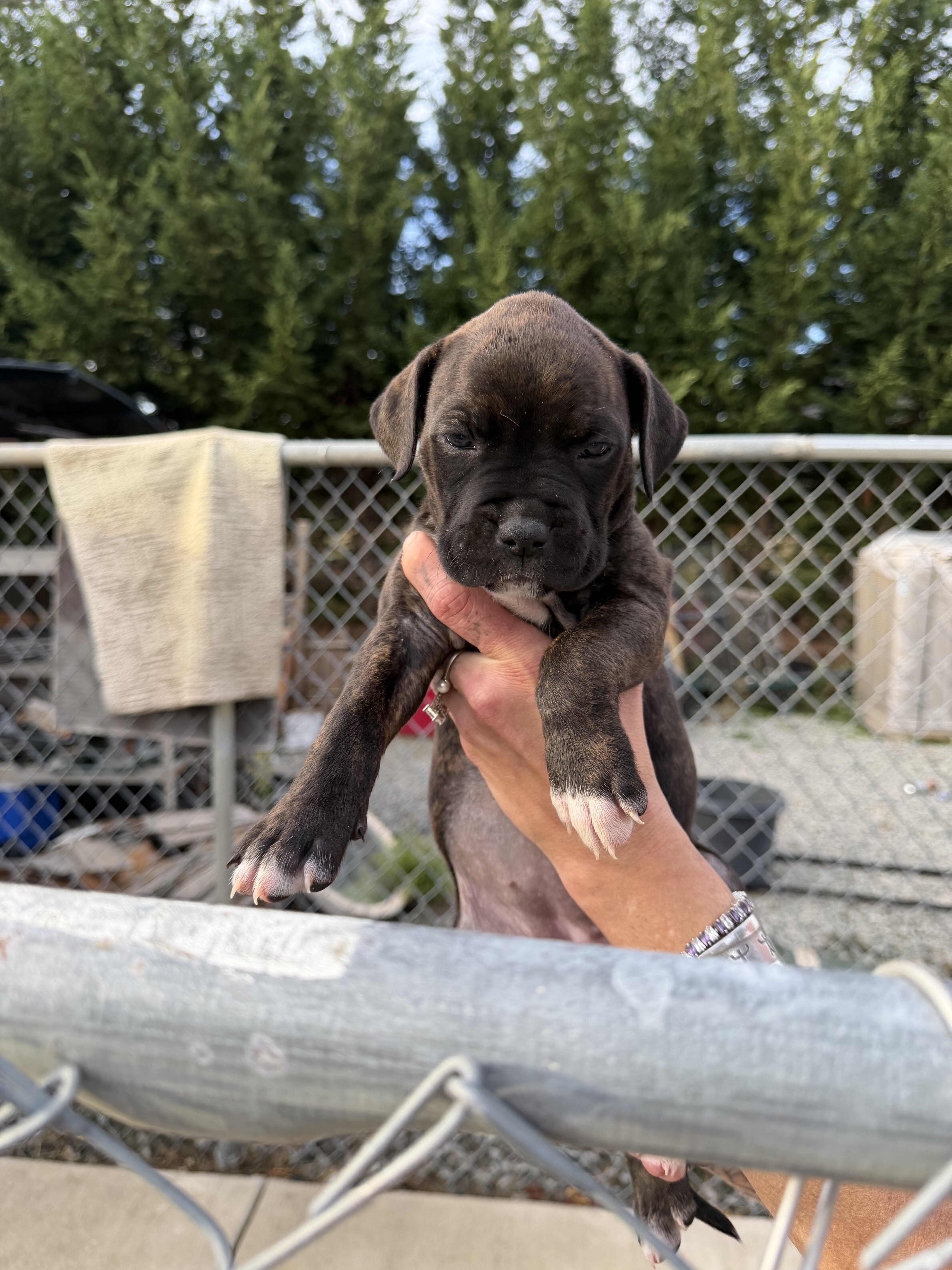 Bull/boxer image 9