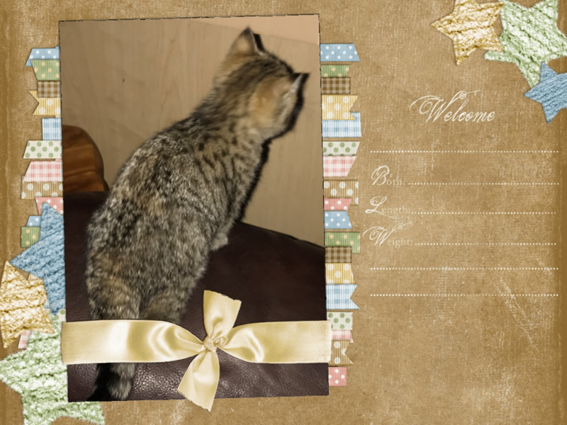 TICA Black Golden Green-Eyed Tabby Female image 2
