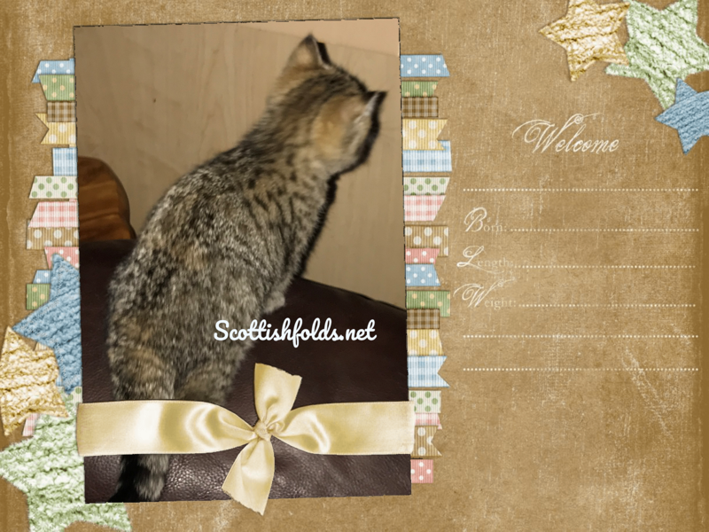 TICA Black Golden Tabby Female image 2