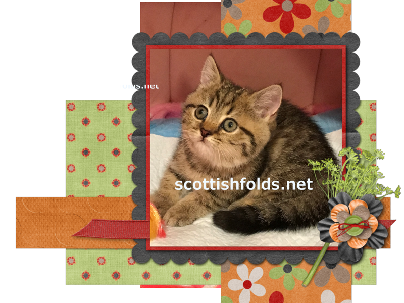 TICA Black Golden Green-Eyed Tabby Female image 1