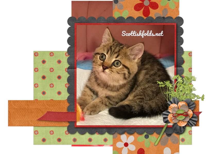 TICA Black Golden Tabby Female image 1