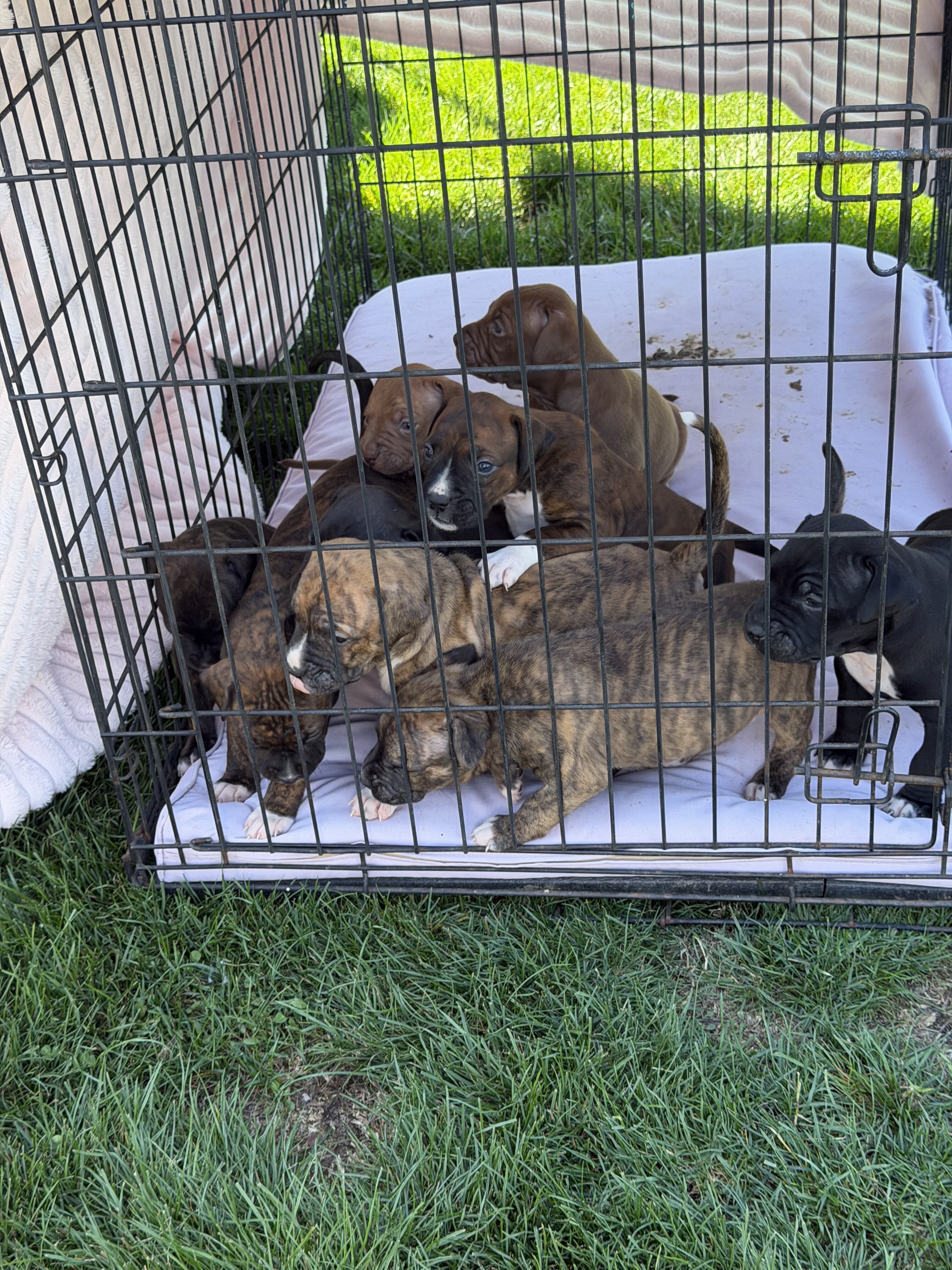 Pitbull/boxer mix puppies image 1