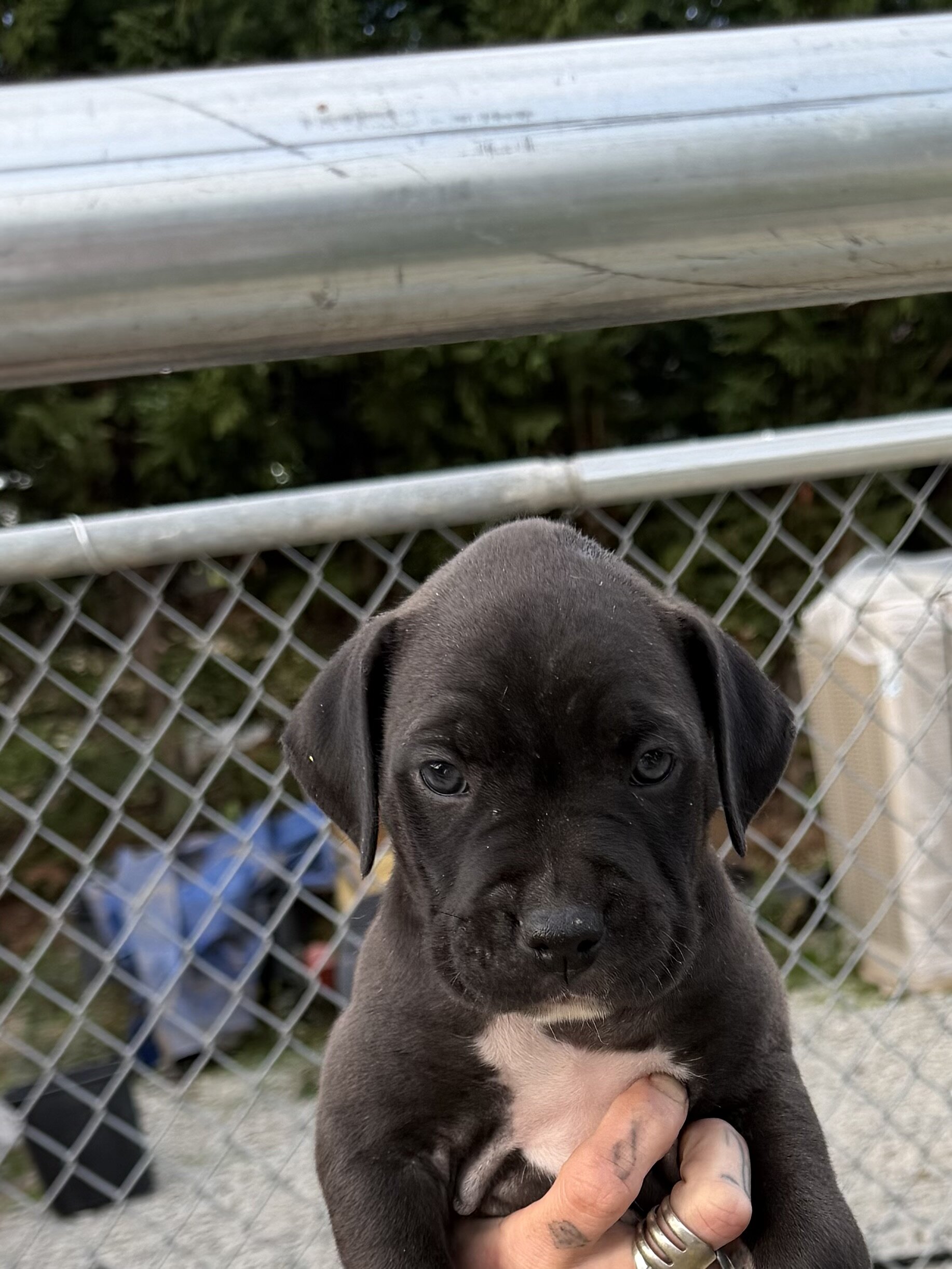 Pitbull/boxer mix puppies image 2