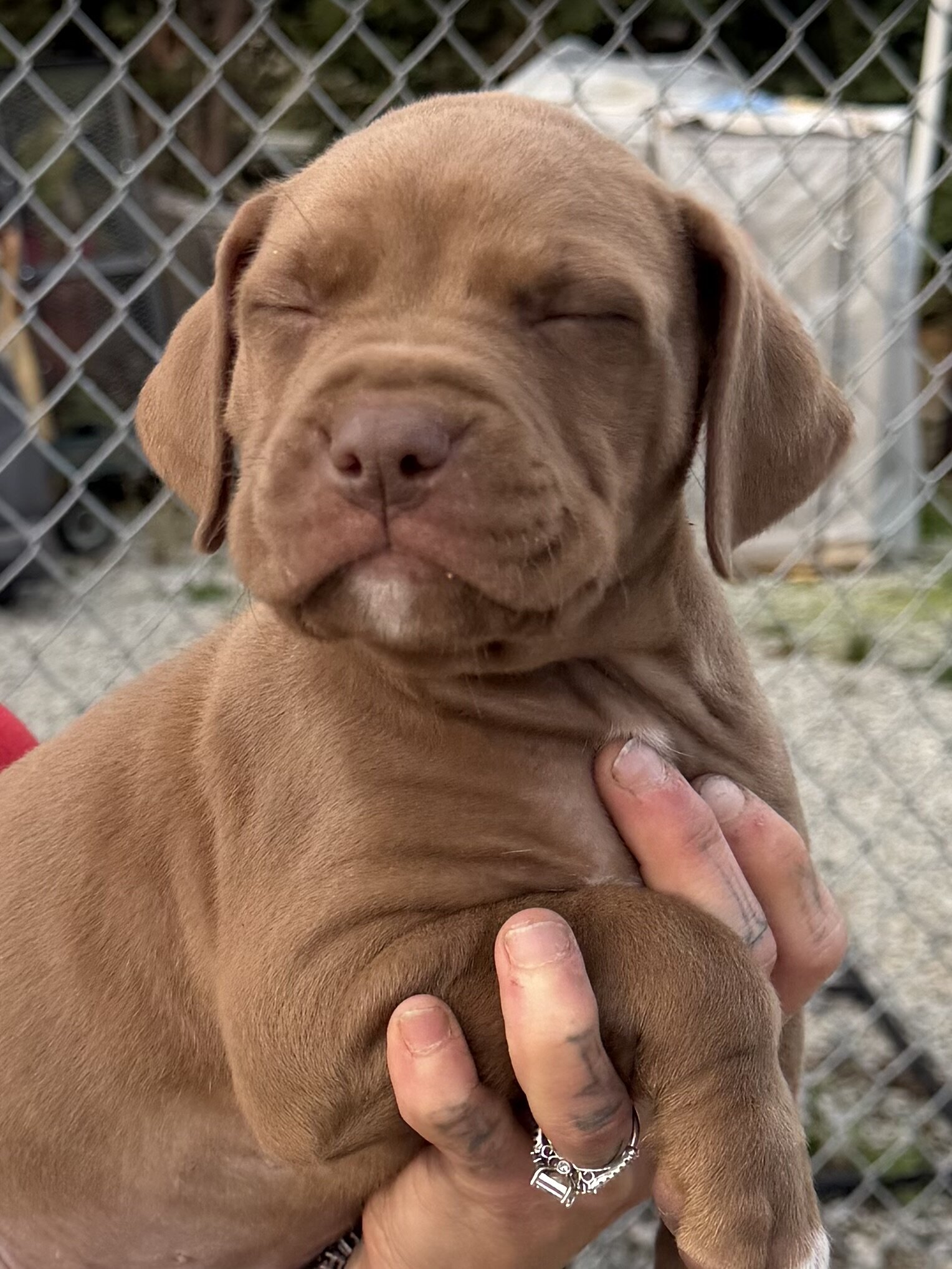 Pitbull/boxer mix puppies image 3