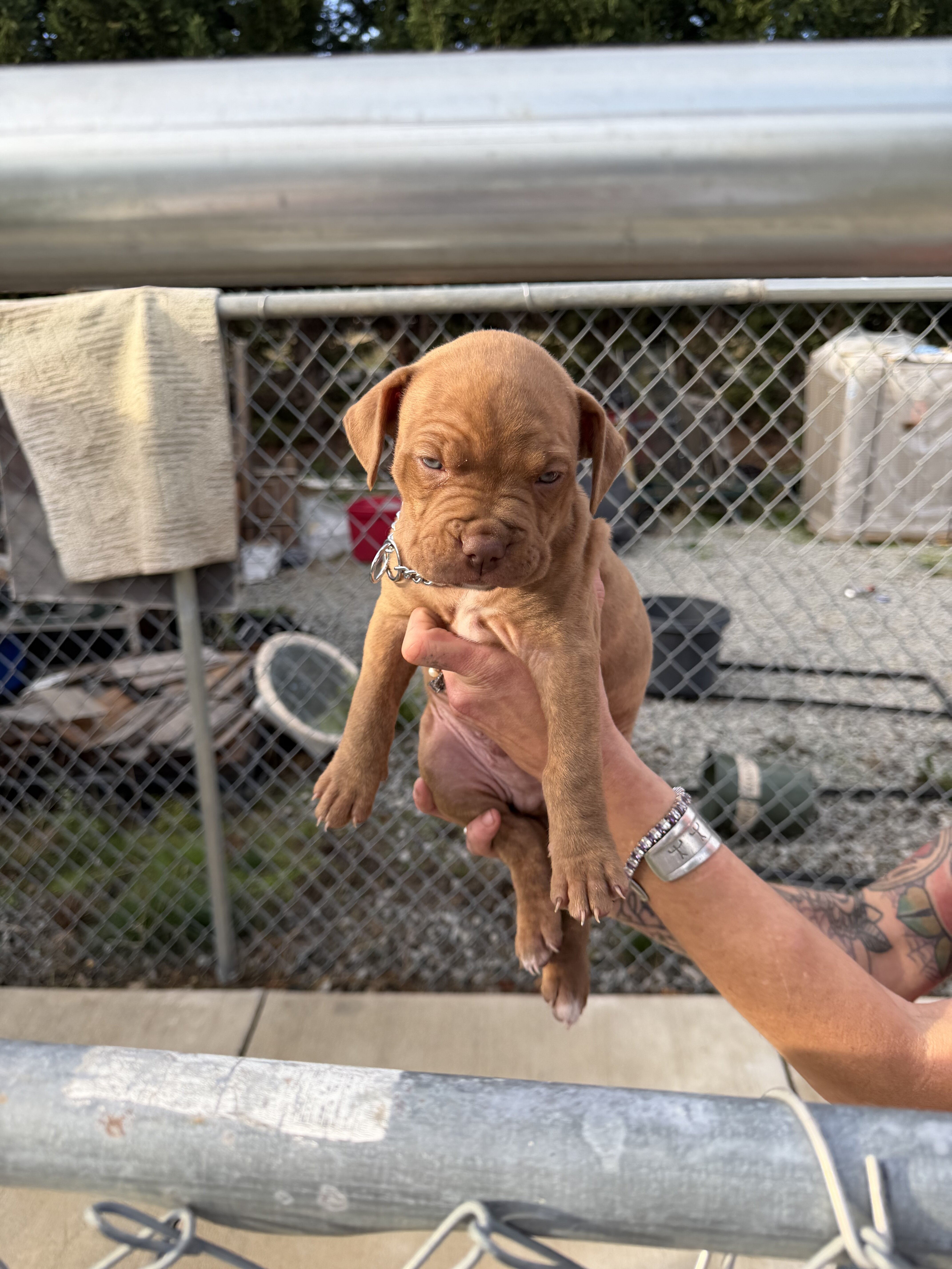 Pitbull/boxer mix puppies image 4