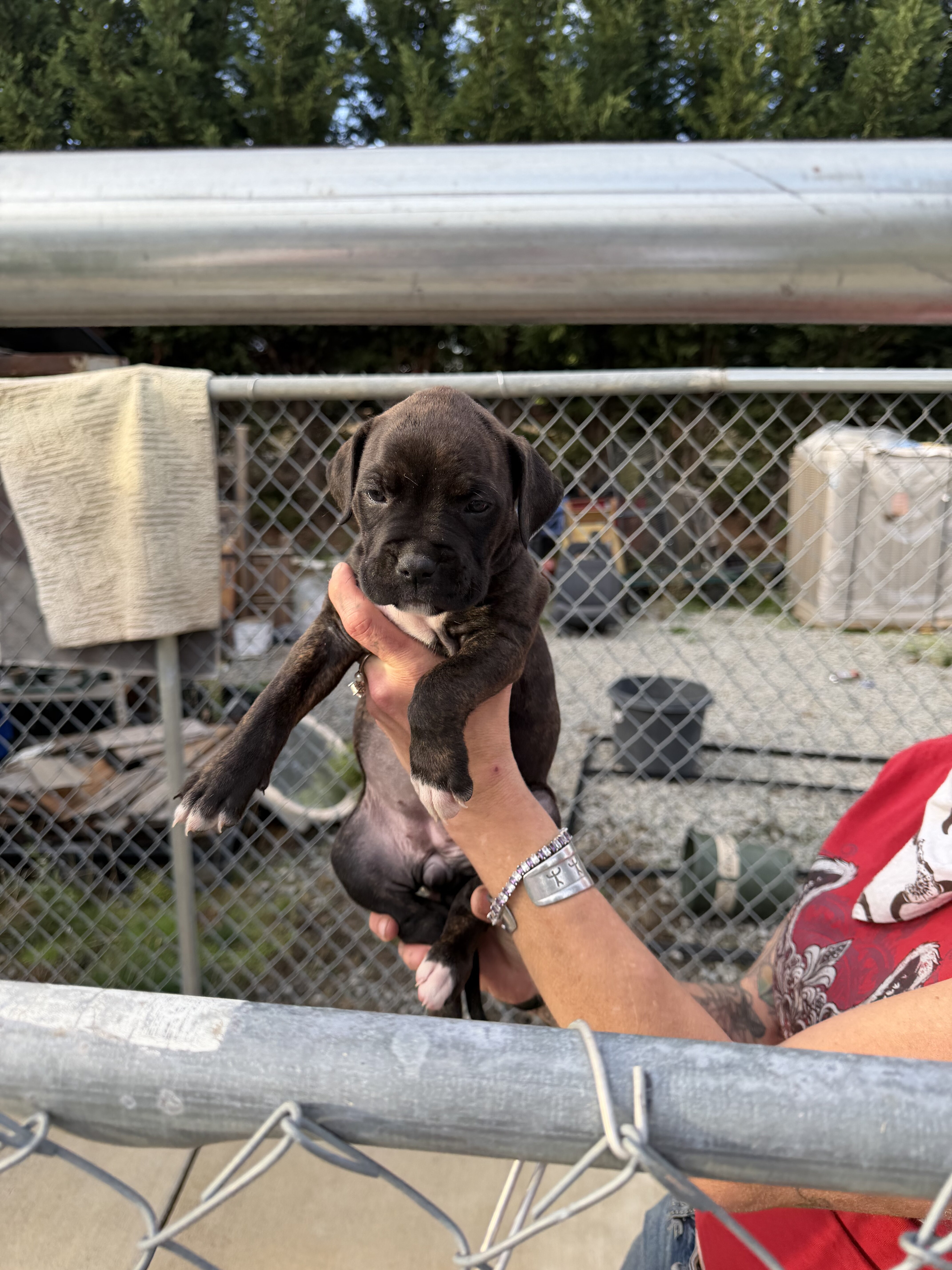 Pitbull/boxer mix puppies image 6