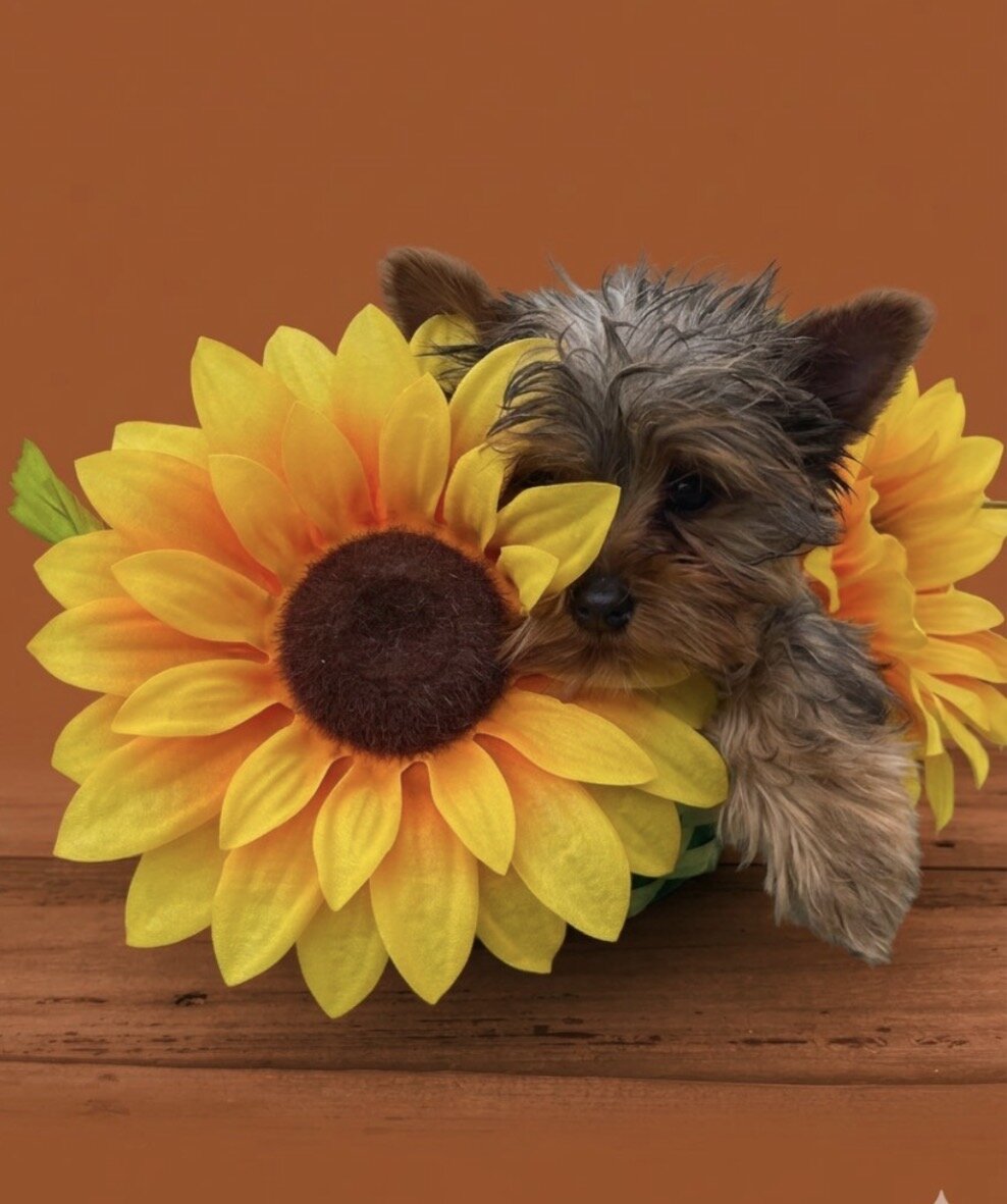 MICRO YORKIE MALE image 1