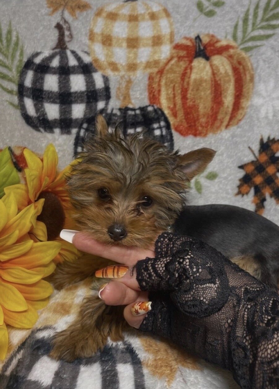 MICRO YORKIE MALE image 2