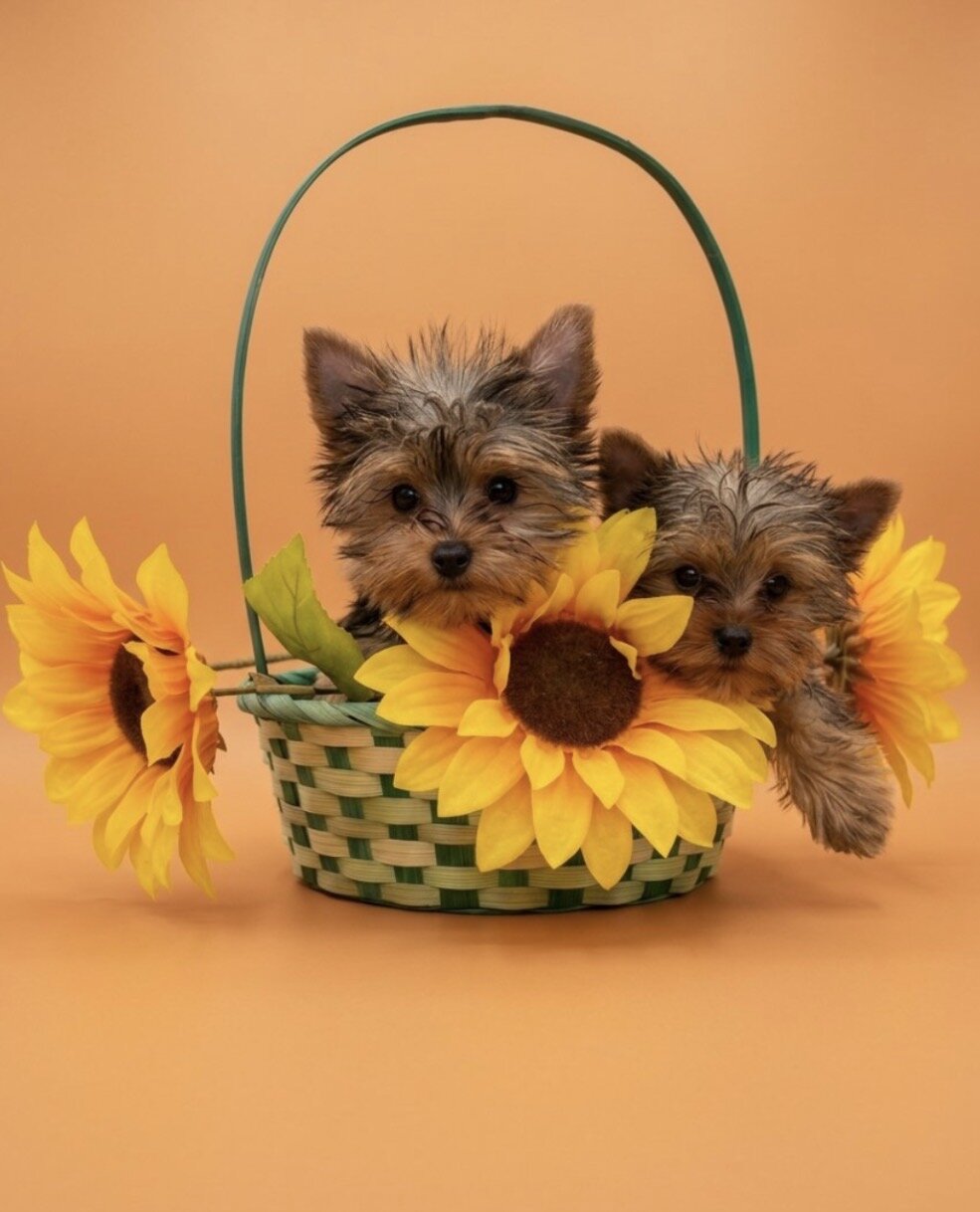 Toy Yorkie Male image 4