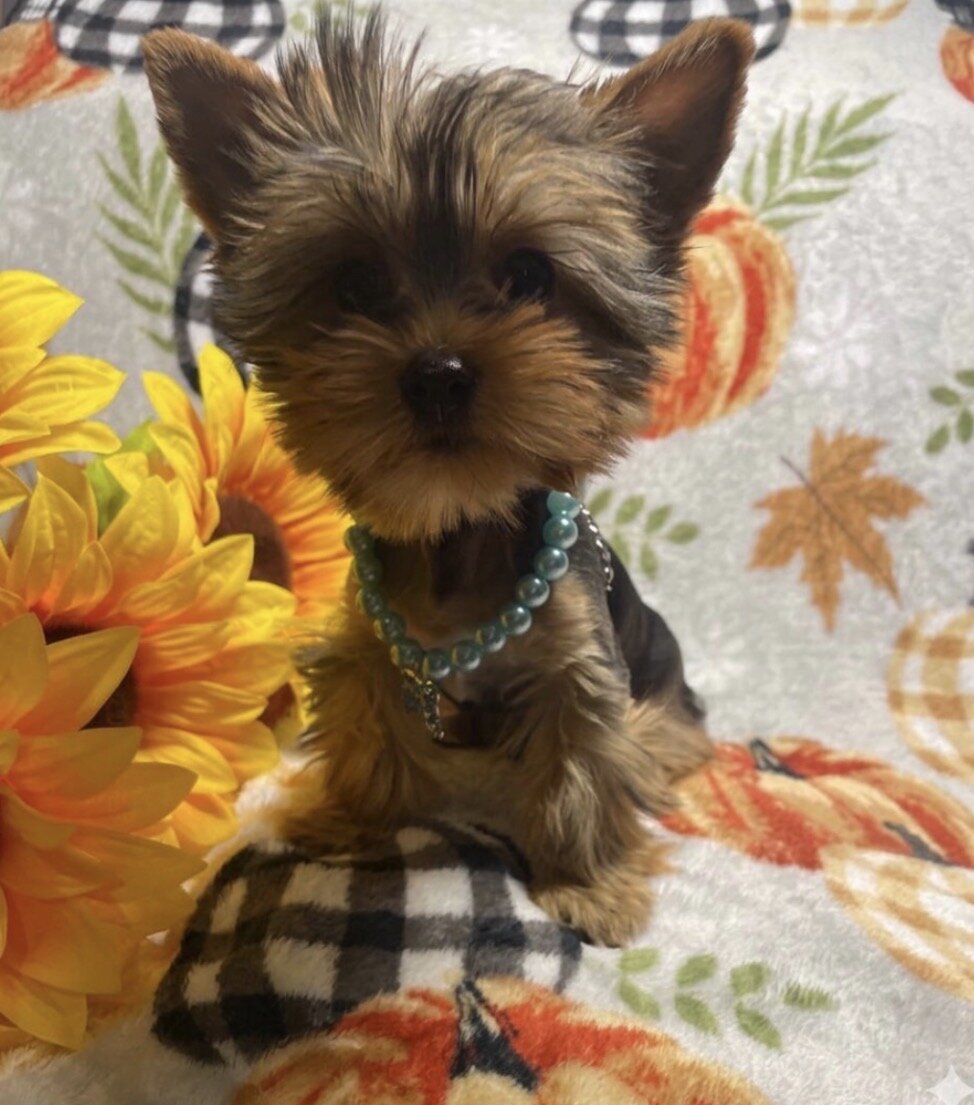 Toy Yorkie Male image 2