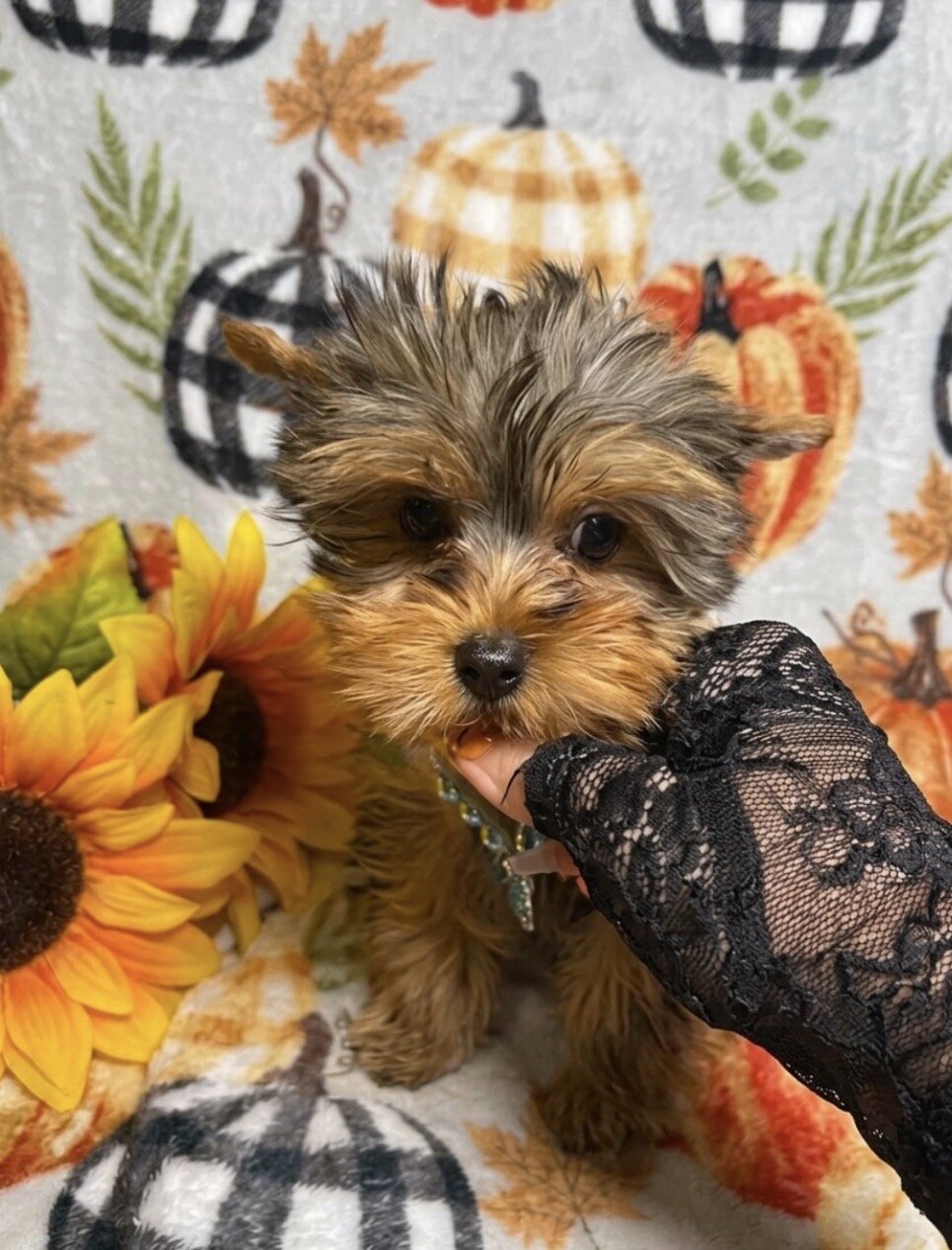 Toy Yorkie Male image 1