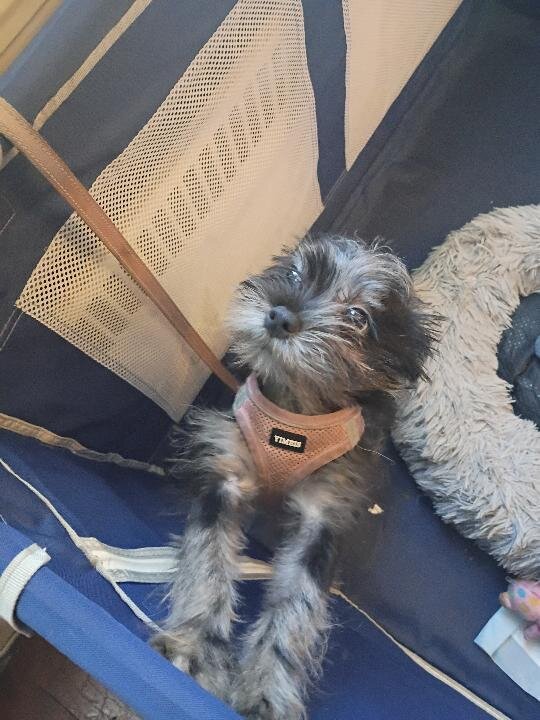 shih Tzu poodle mix image 1
