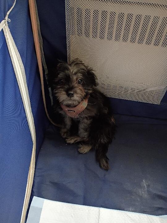 shih Tzu poodle mix image 2