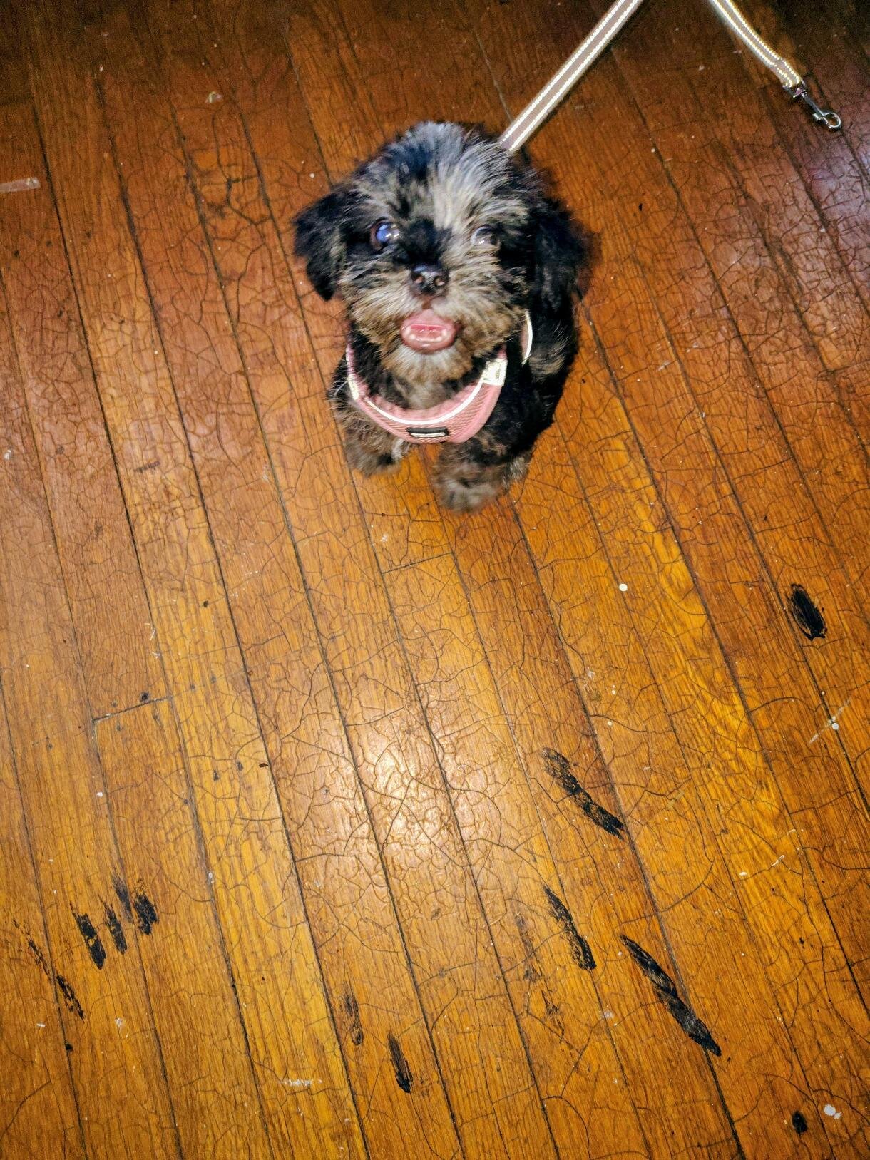 shih Tzu poodle mix image 3
