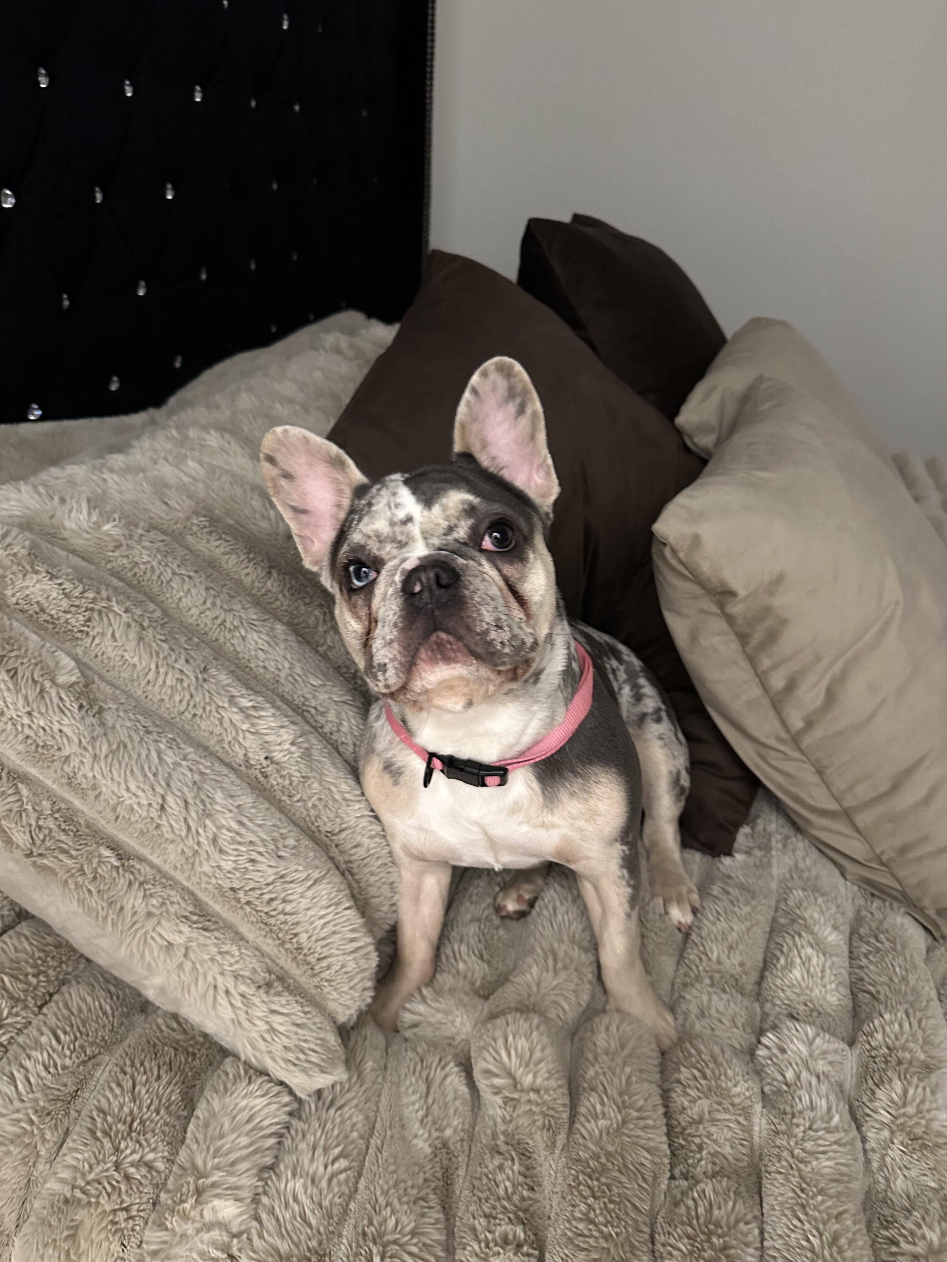Frenchie FOR SALE NOW image 2