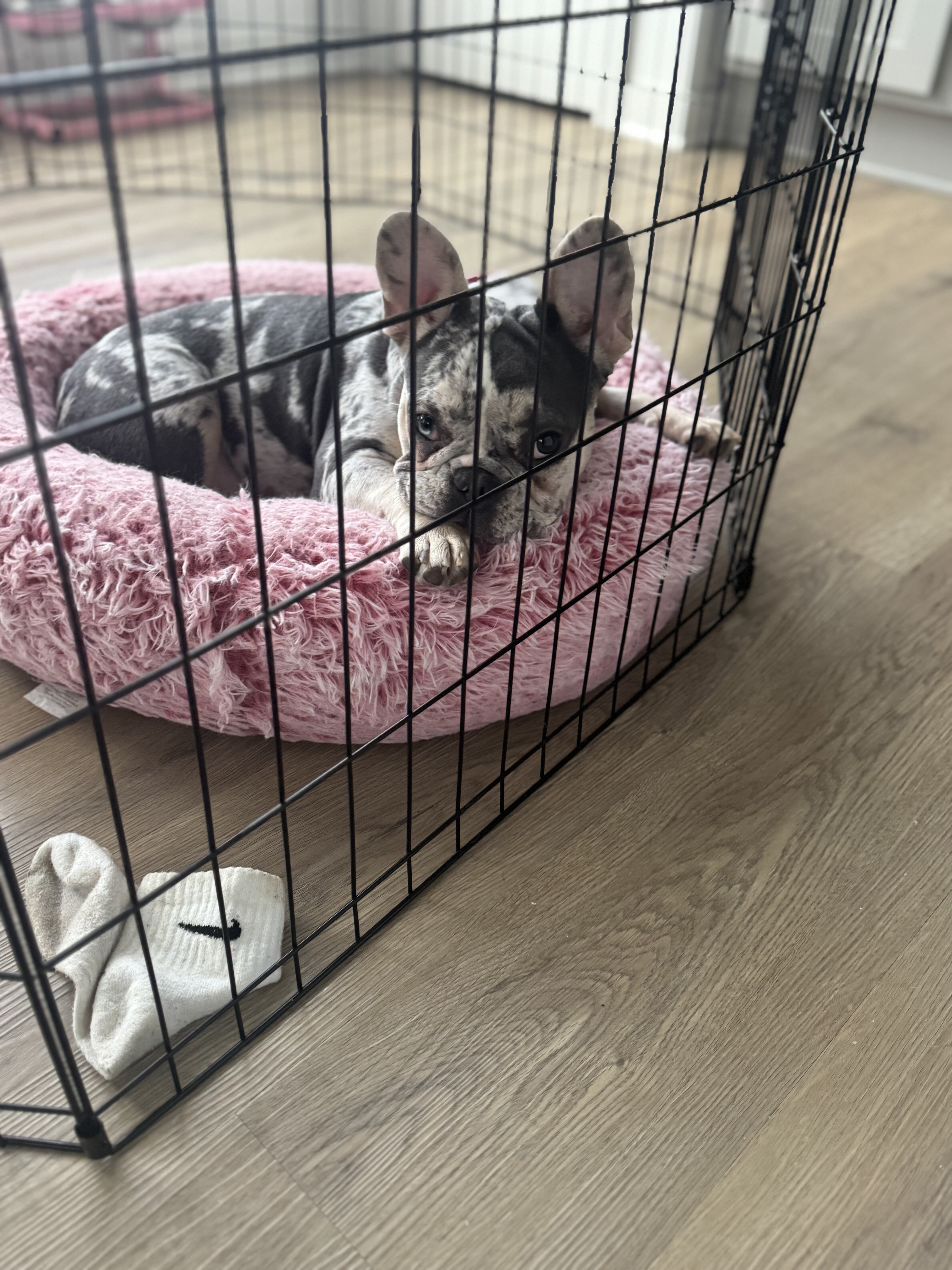 Frenchie FOR SALE NOW image 1