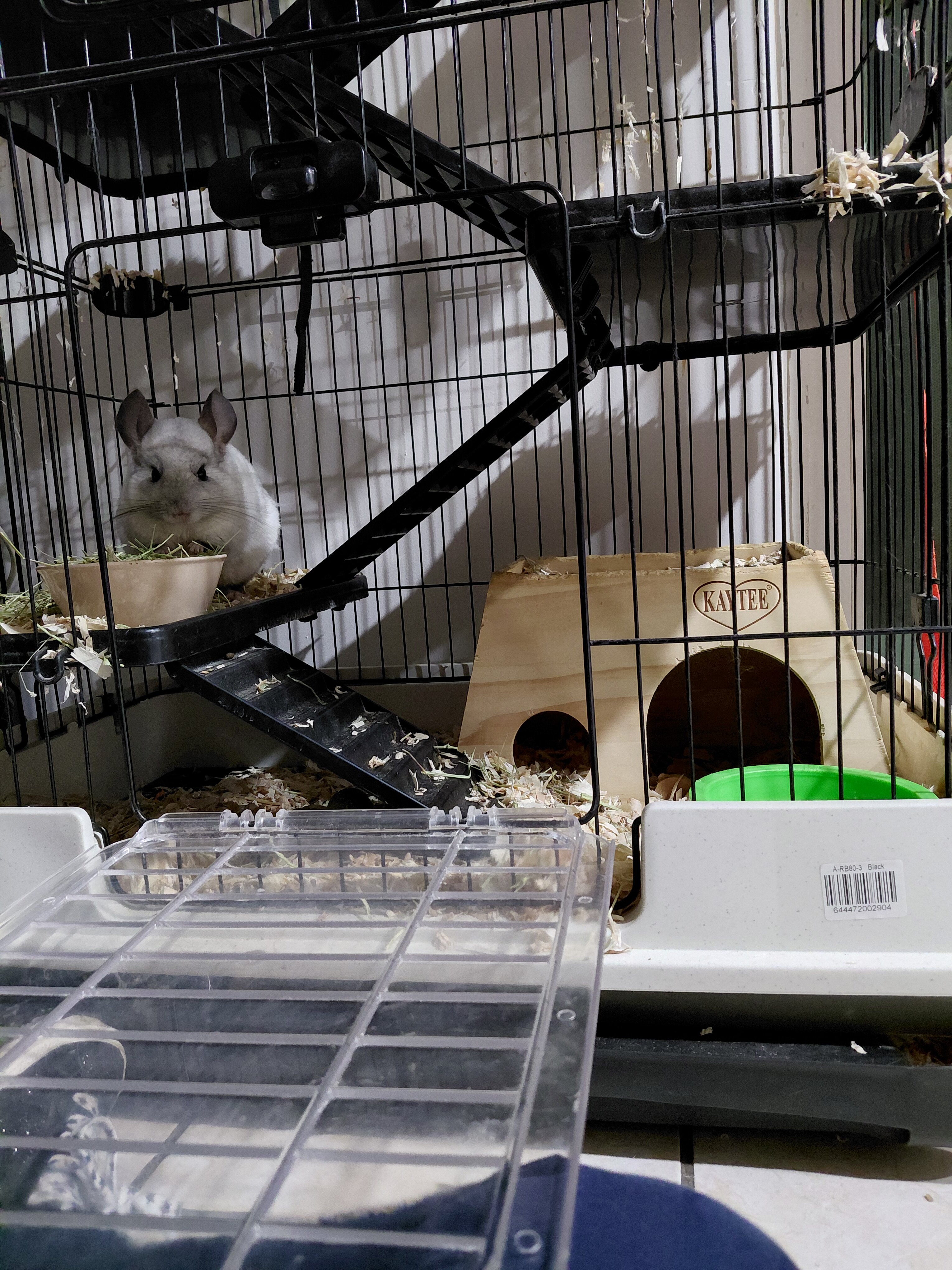 Chinchilla image 1