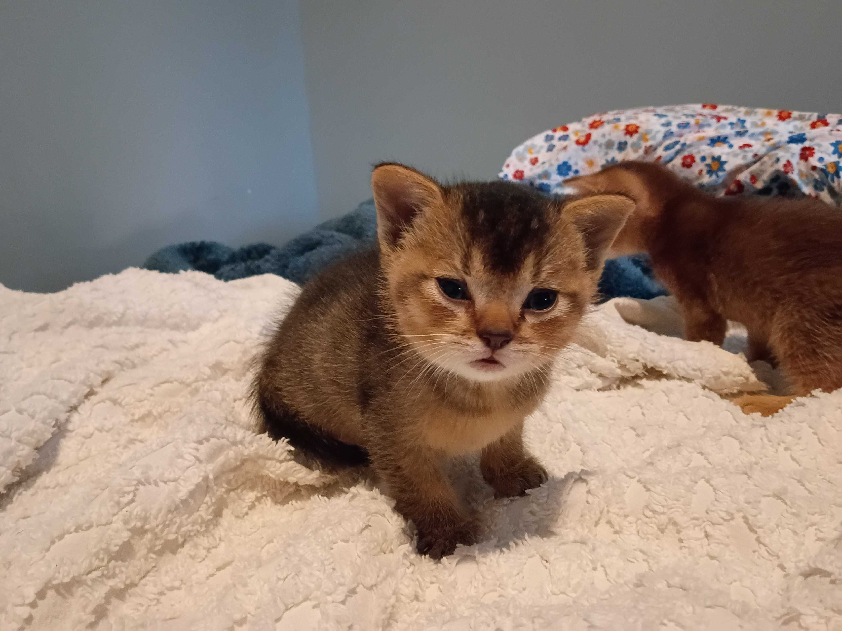 Abyssinian Kittens image 2