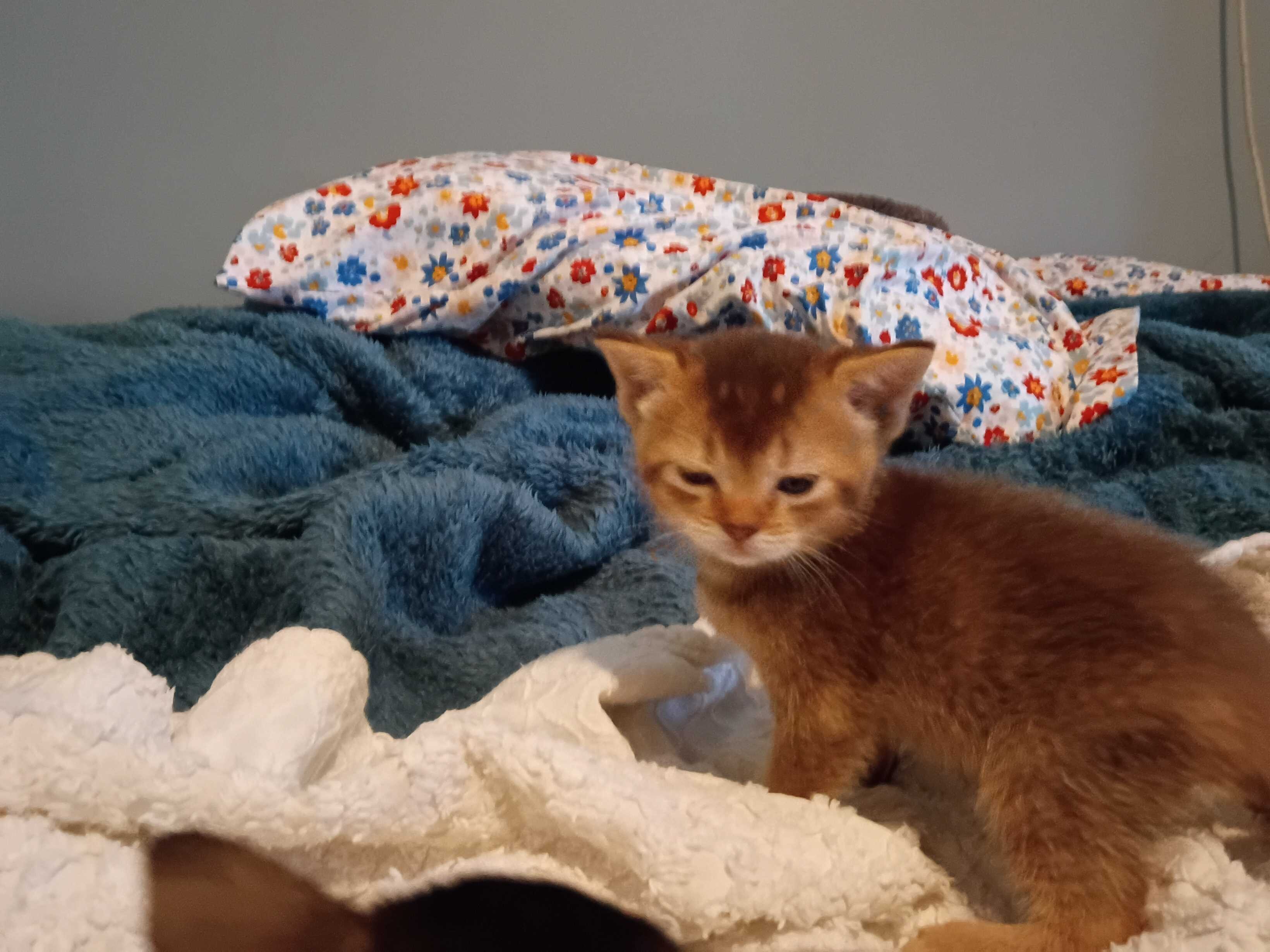 Abyssinian Kittens image 1