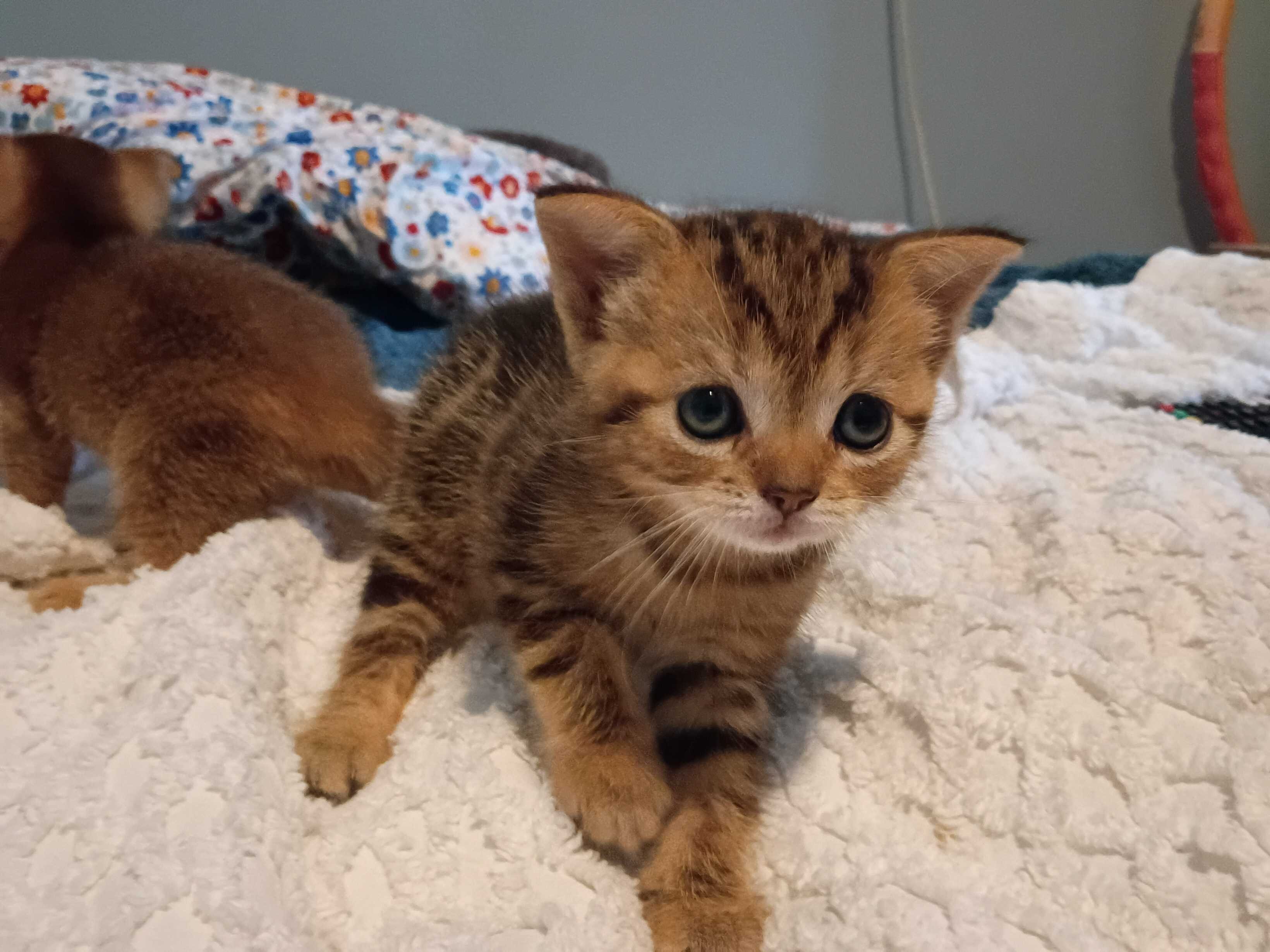 Abyssinian Kittens image 3