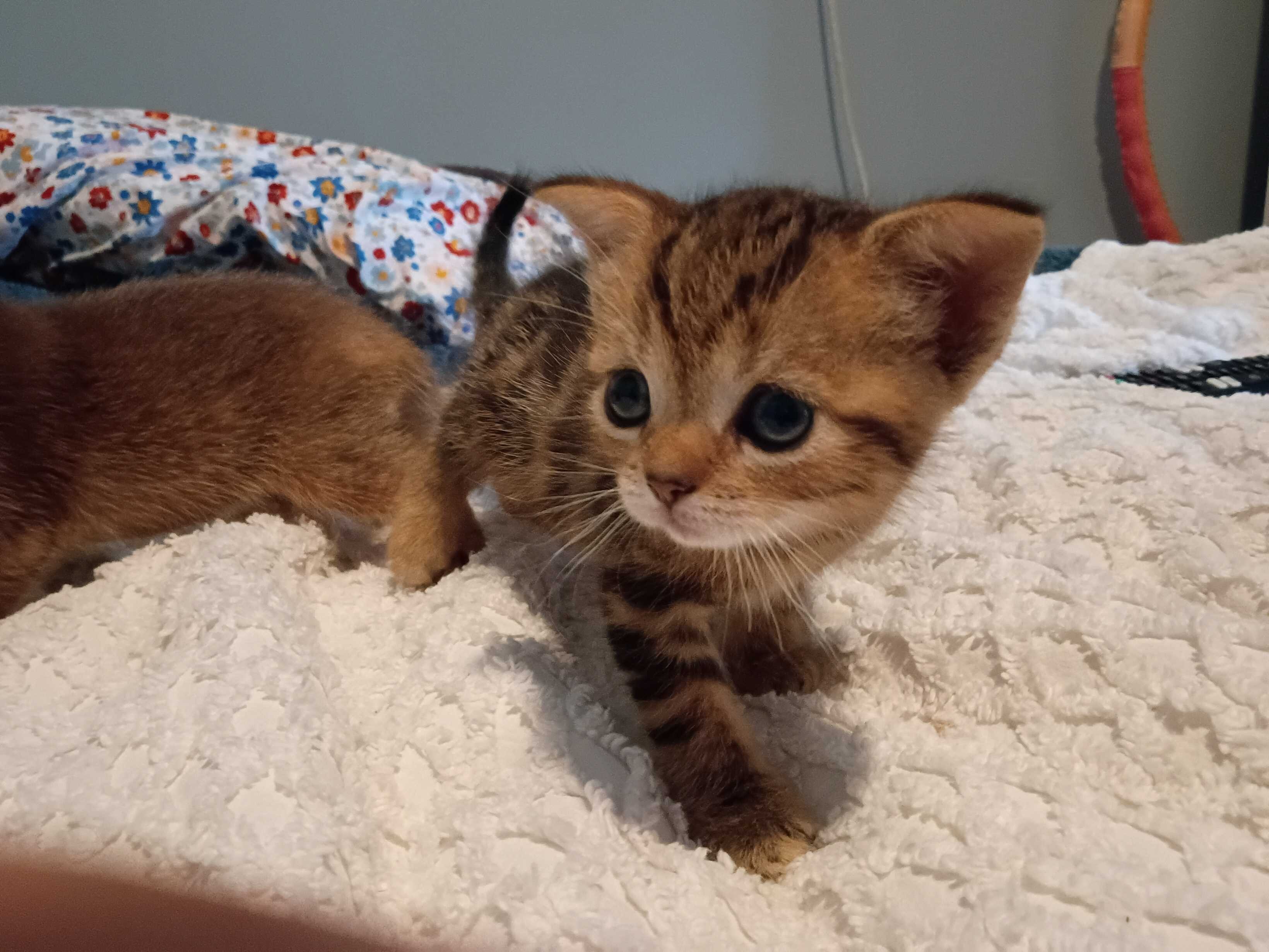 Abyssinian Kittens image 4