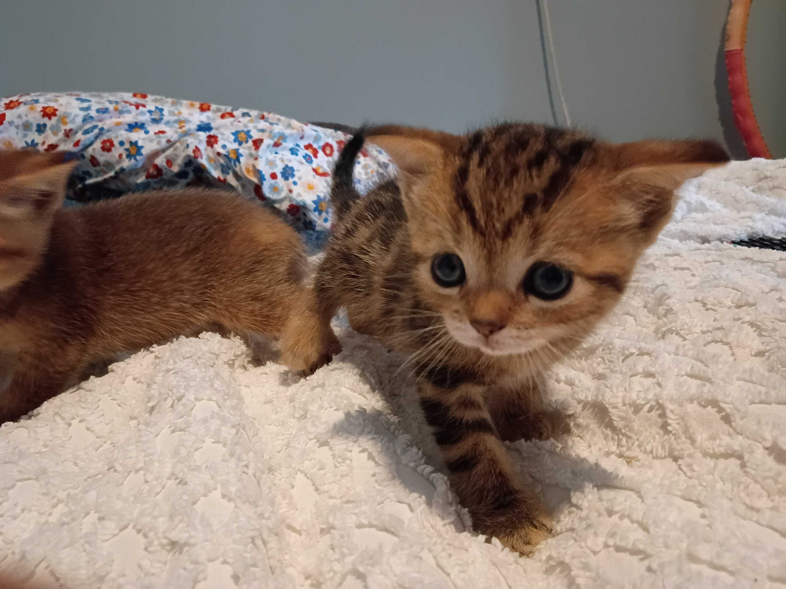 Abyssinian Kittens image 5