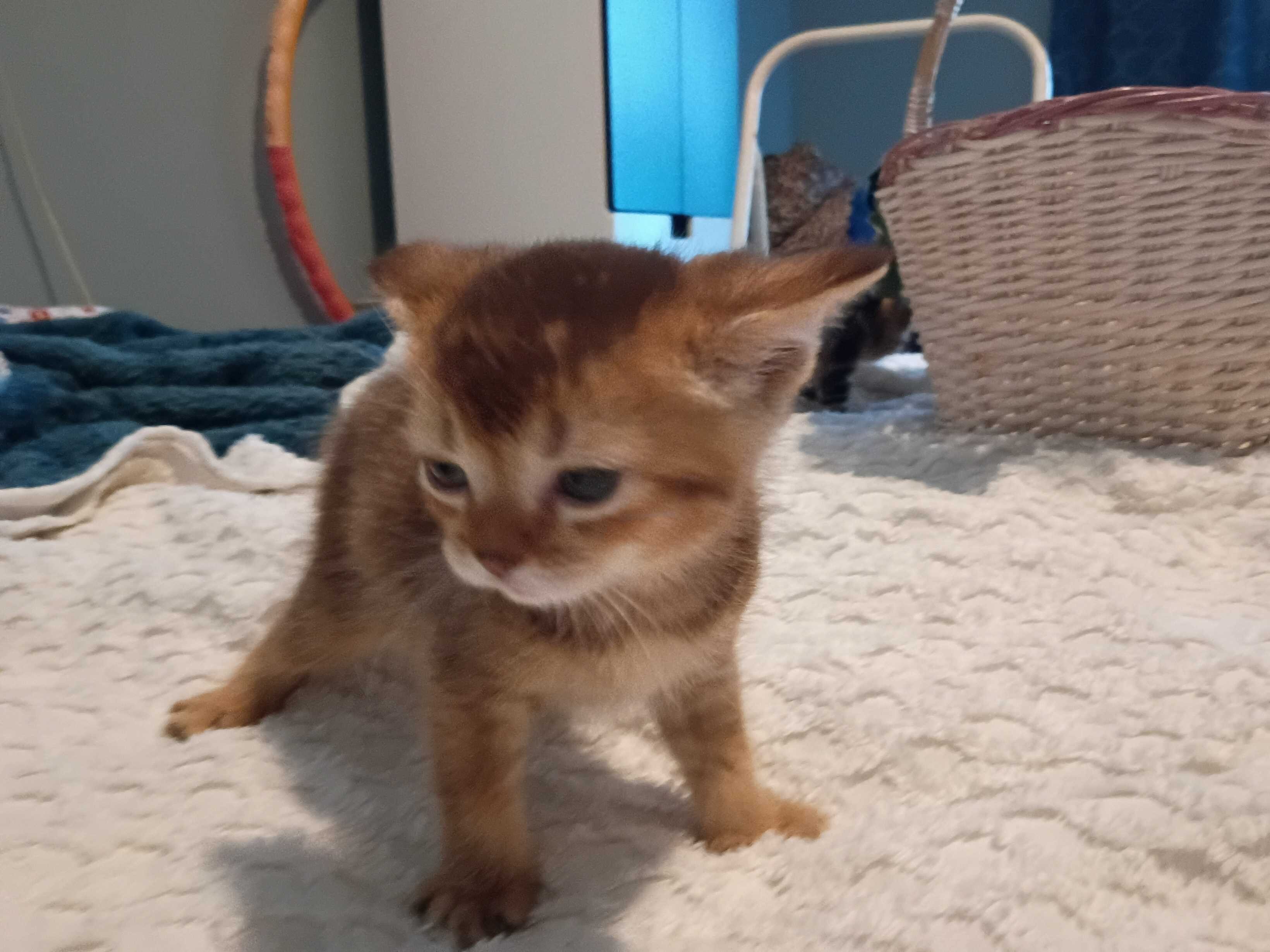 Abyssinian Kittens image 6