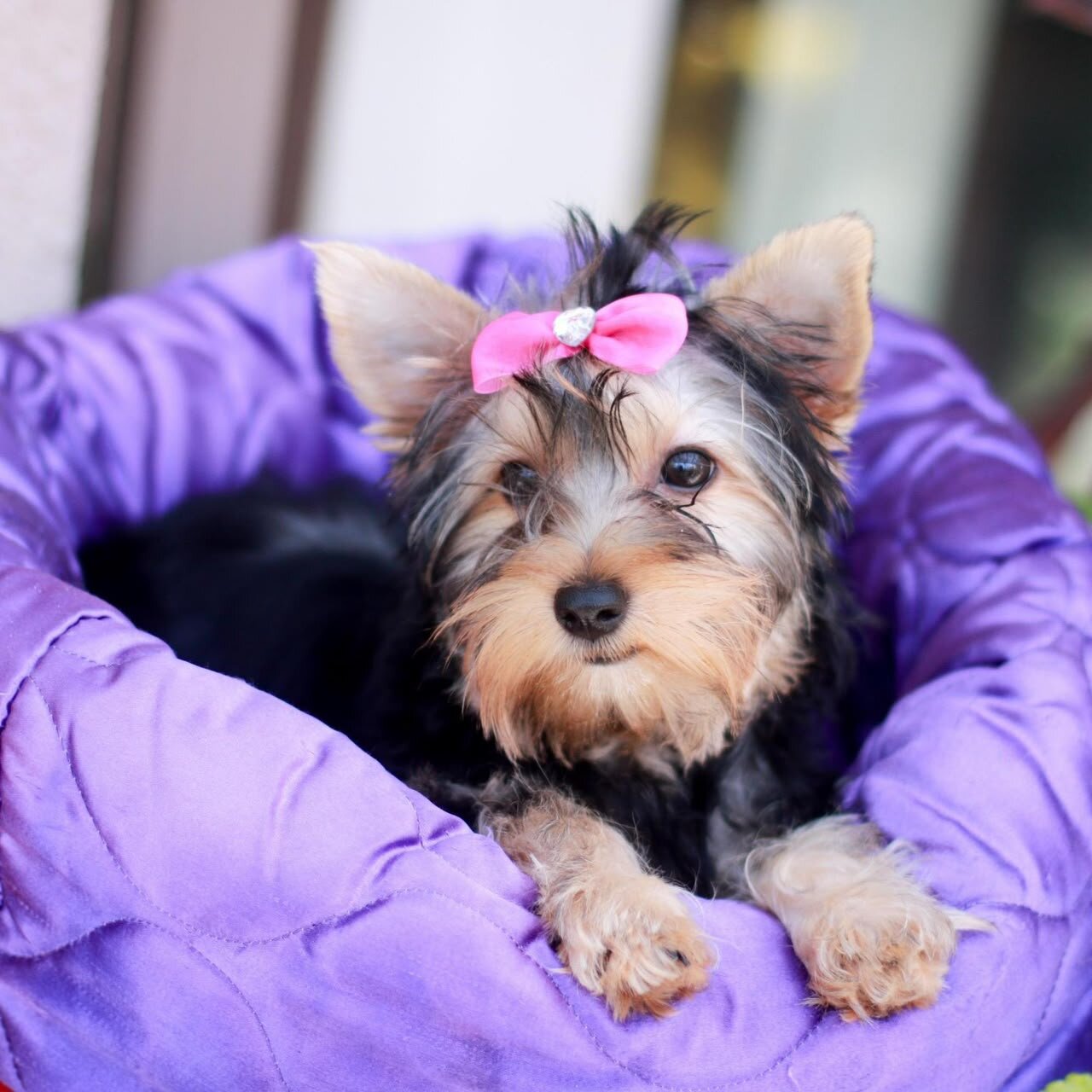 Puppy for Sale – Friendly, Healthy For A New Home image 3