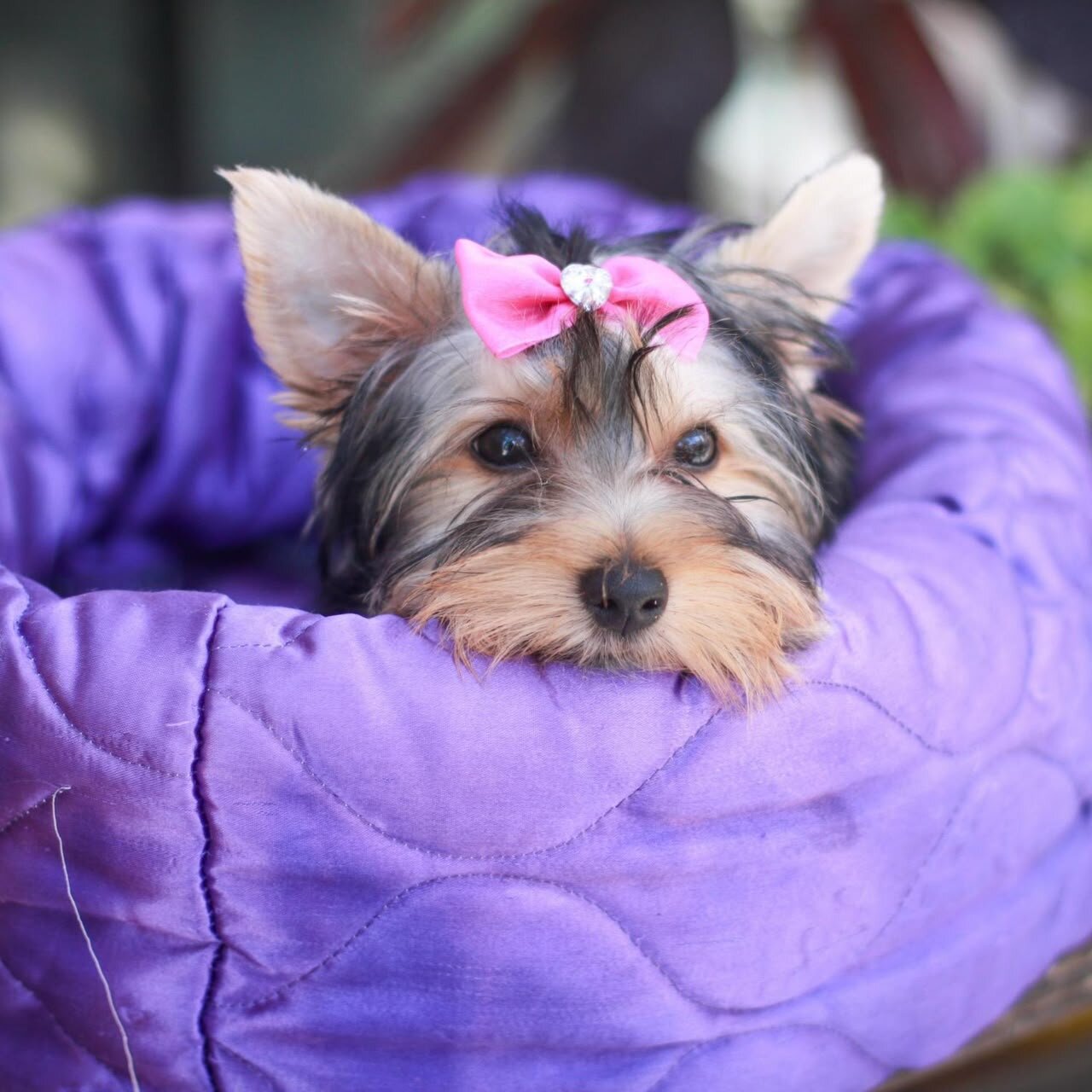 Puppy for Sale – Friendly, Healthy For A New Home image 4
