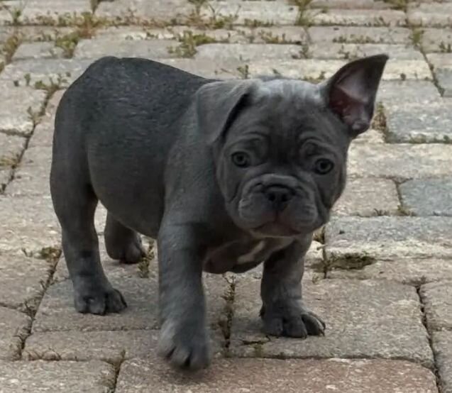 Male french bulldog puppies image 1