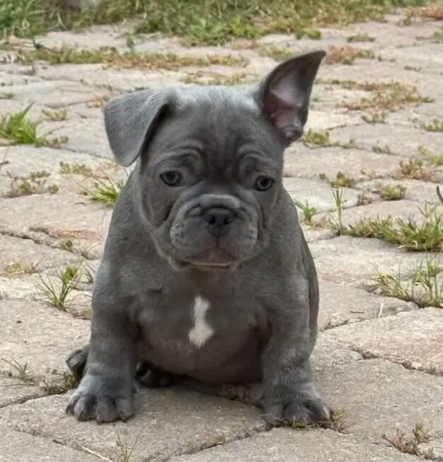Male french bulldog puppies image 2
