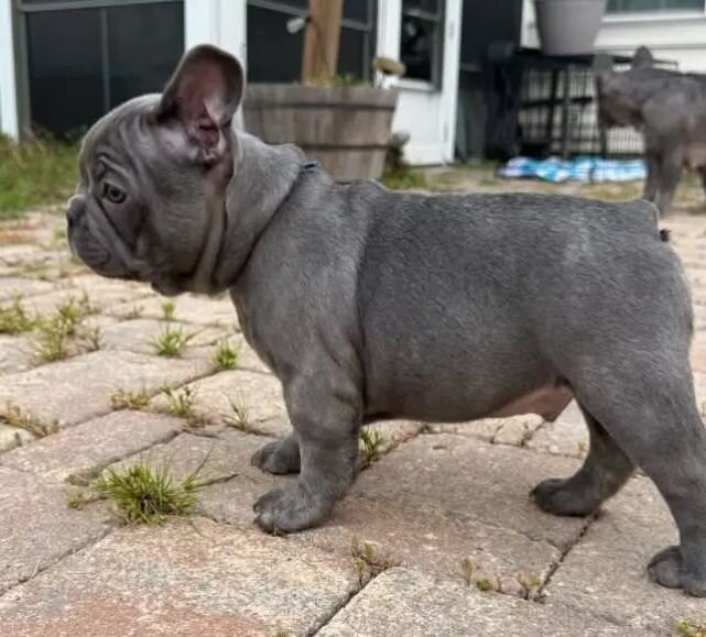 Male french bulldog puppies image 3
