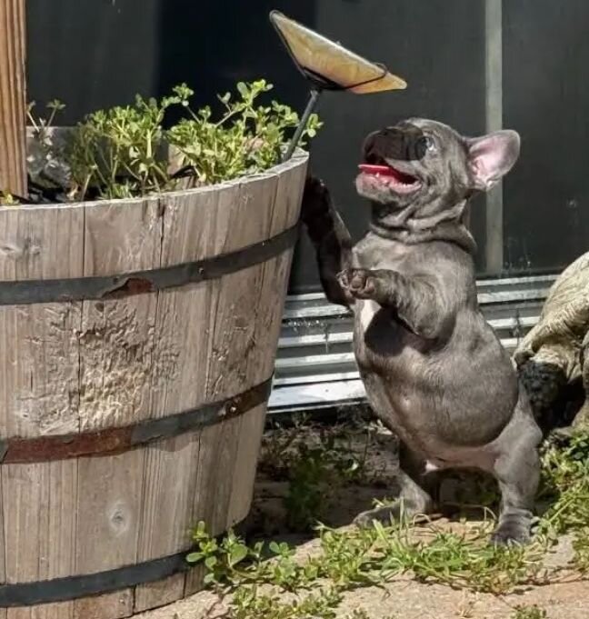 Male french bulldog puppies image 4