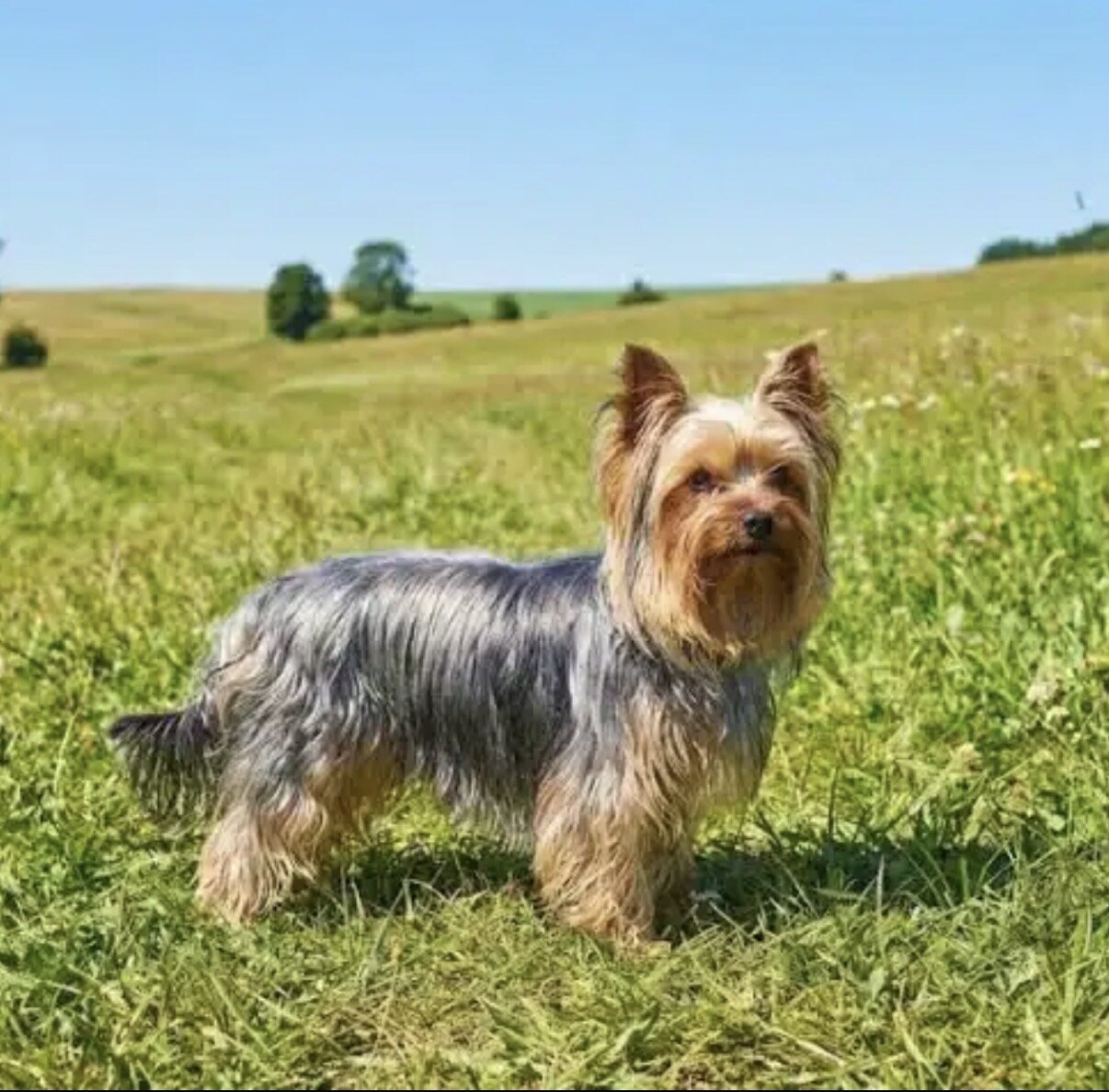 Dog image 1