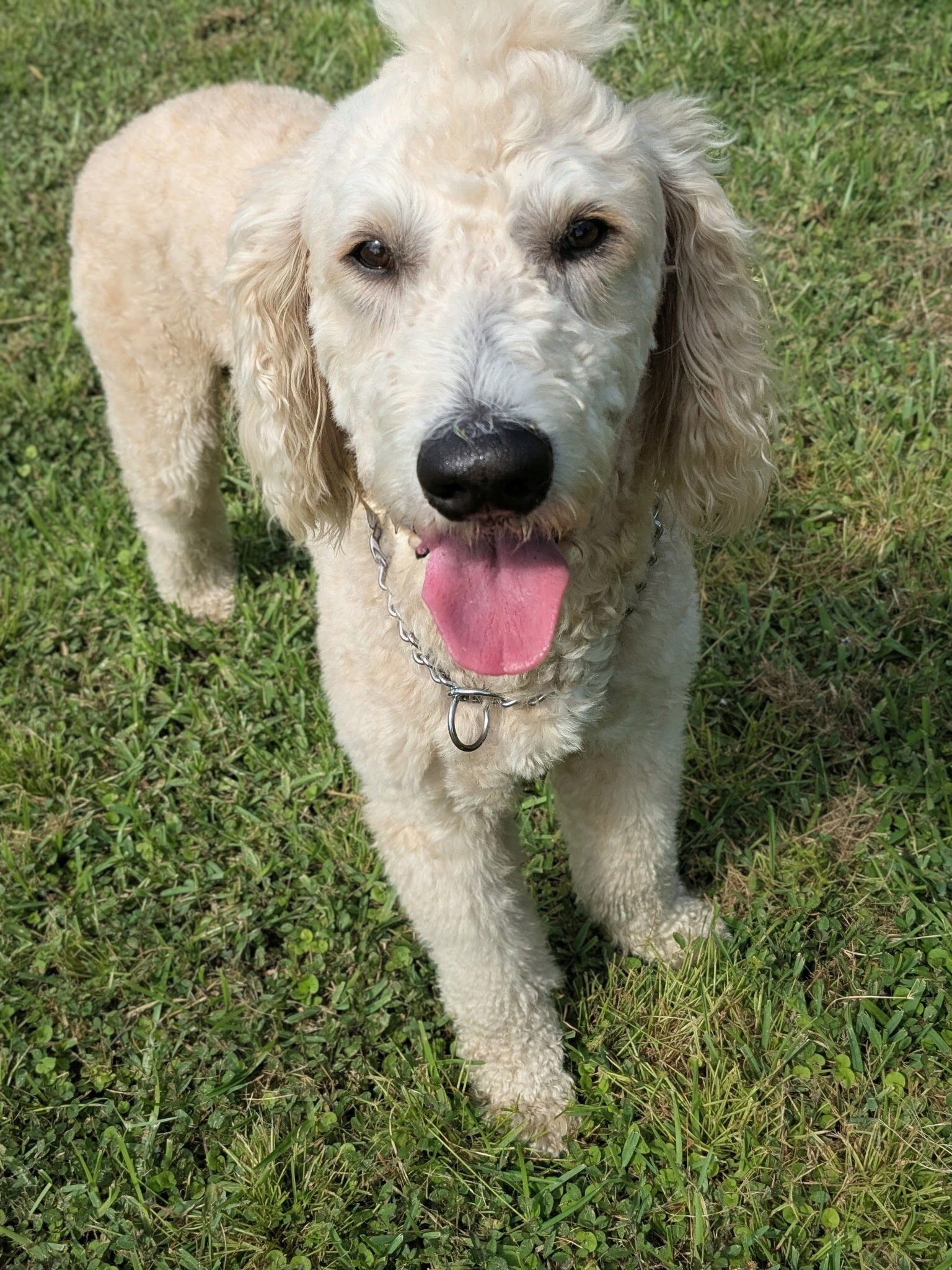 3yr old male Golden Doodle certified service dog image 1