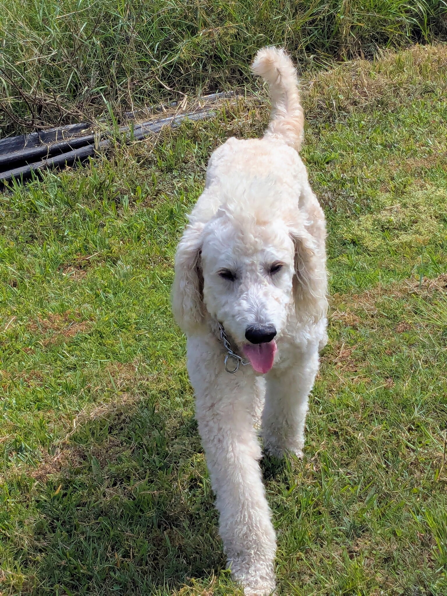 3yr old male Golden Doodle certified service dog image 3