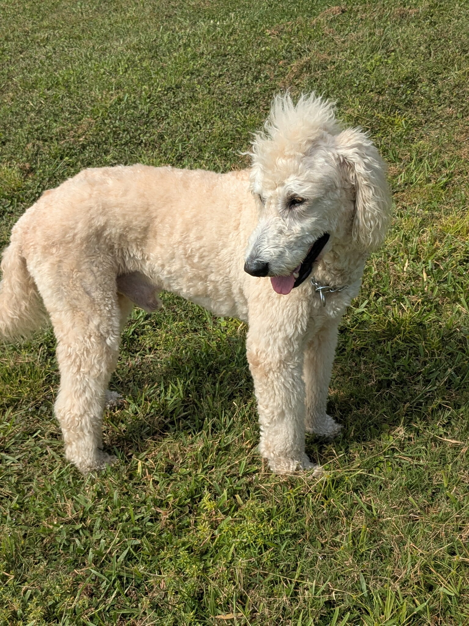 3yr old male Golden Doodle certified service dog image 4
